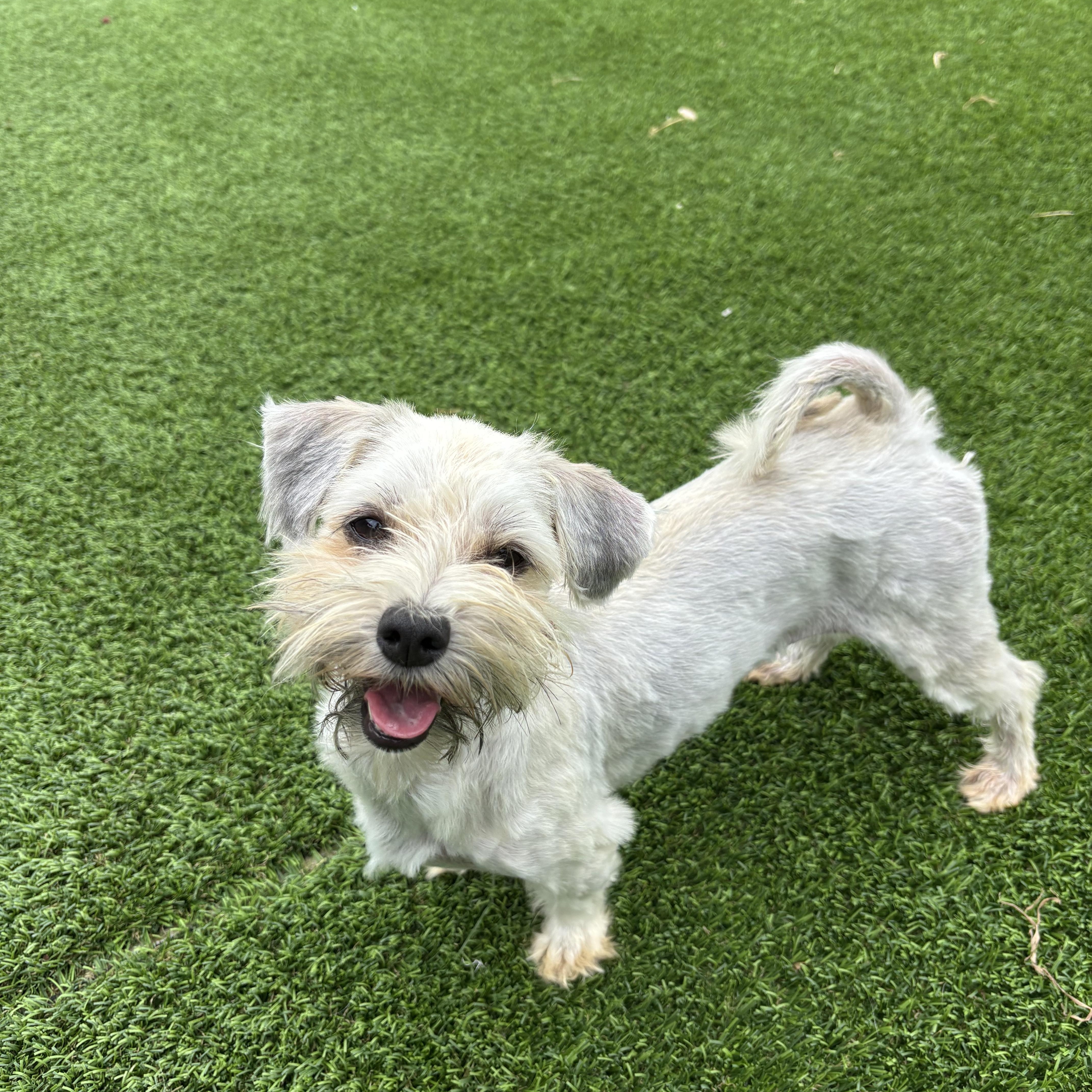 Enlarge Sandy, an adopted Havanese in Auburn, NE image 3/6