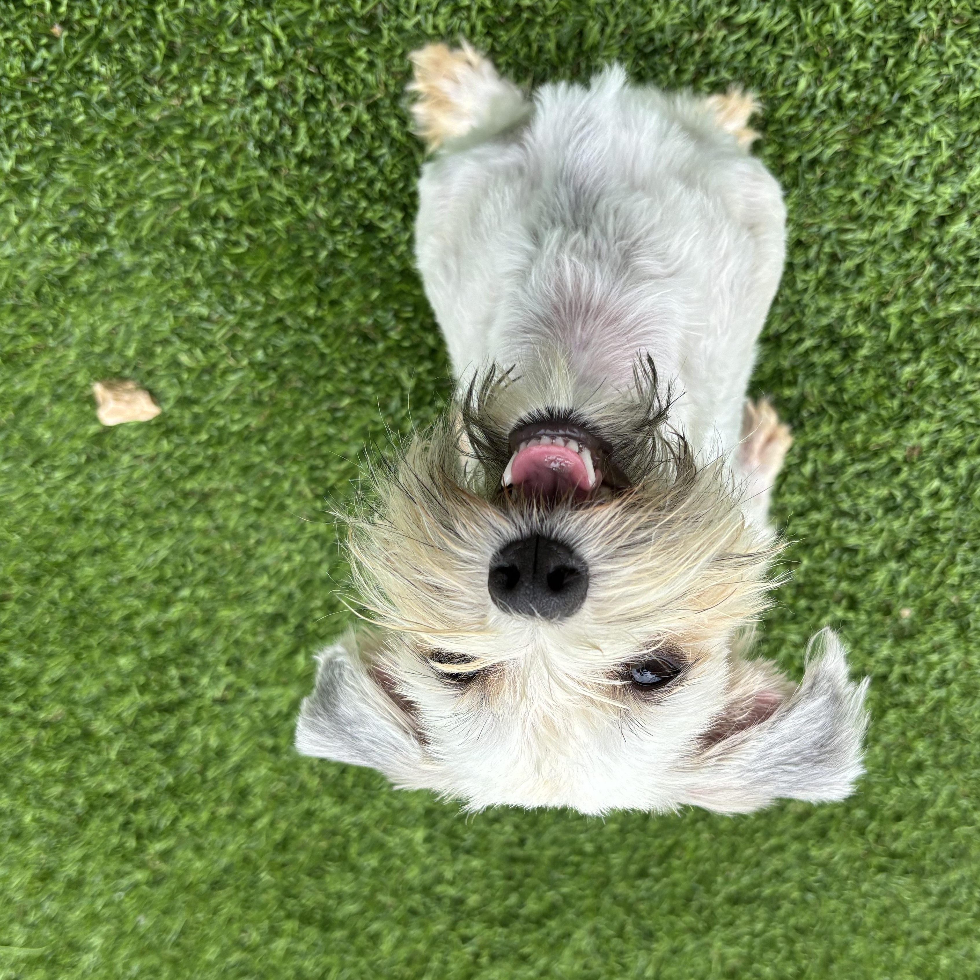 Enlarge Sandy, an adopted Havanese in Auburn, NE image 4/6