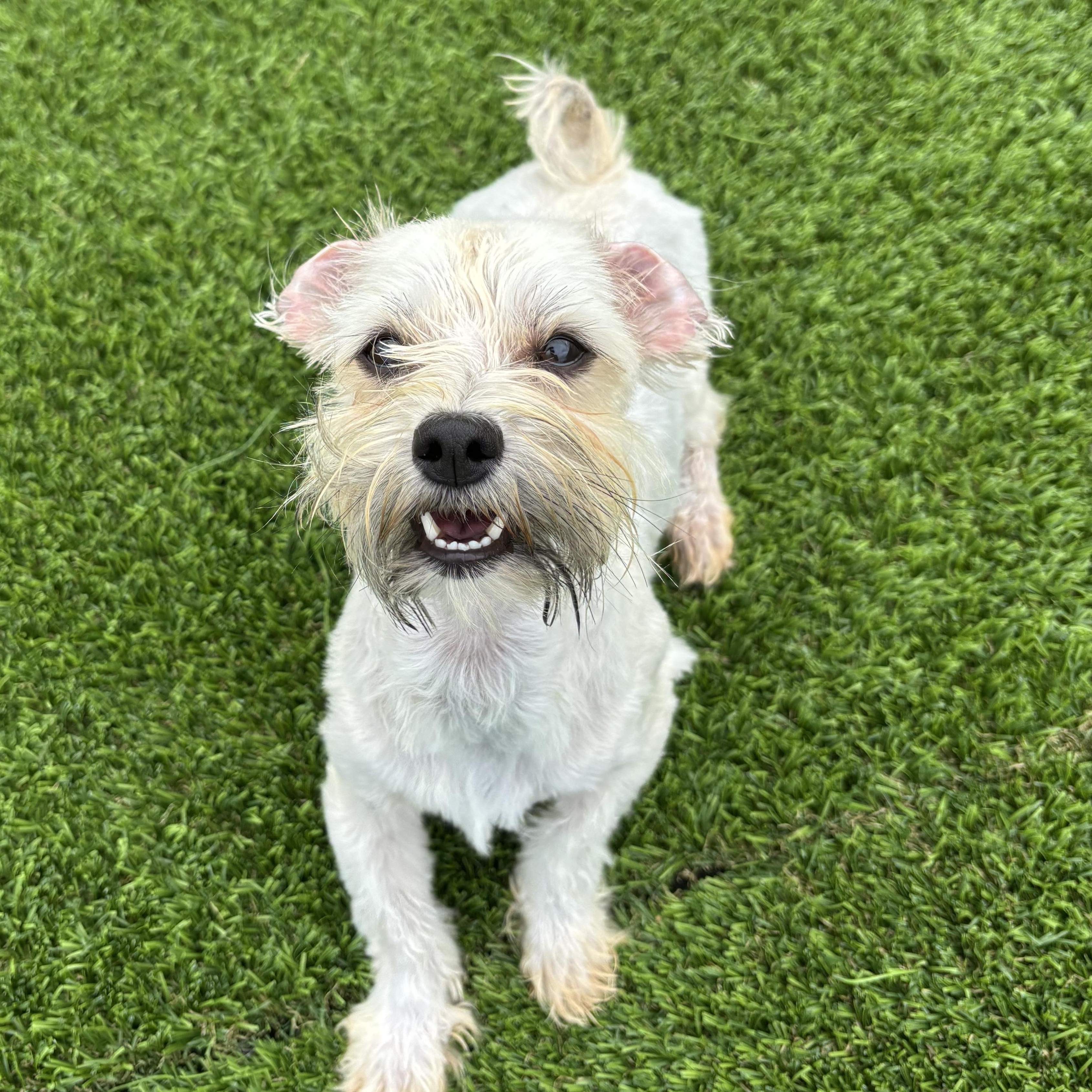 Enlarge Sandy, an adopted Havanese in Auburn, NE image 5/6