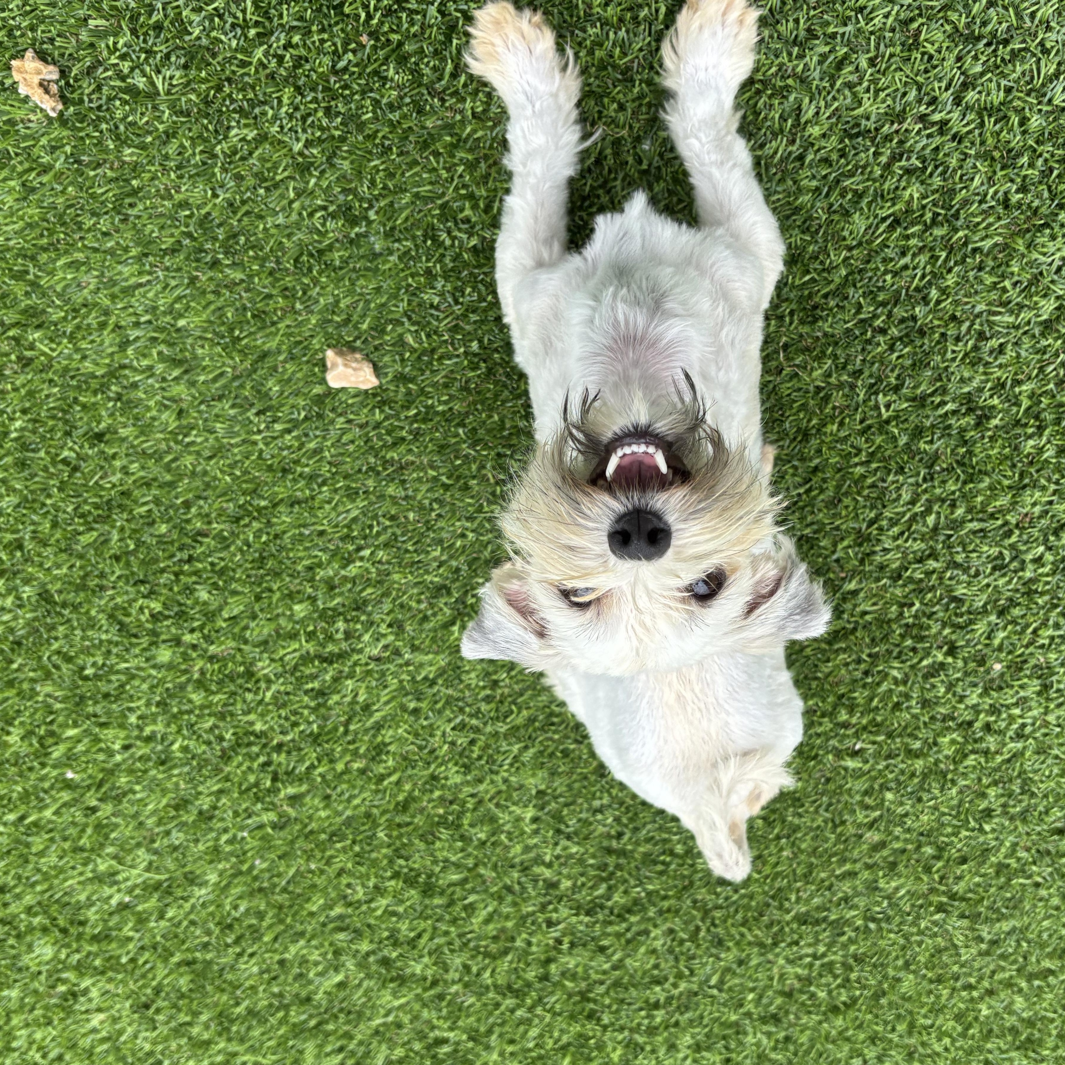 Enlarge Sandy, an adopted Havanese in Auburn, NE image 6/6