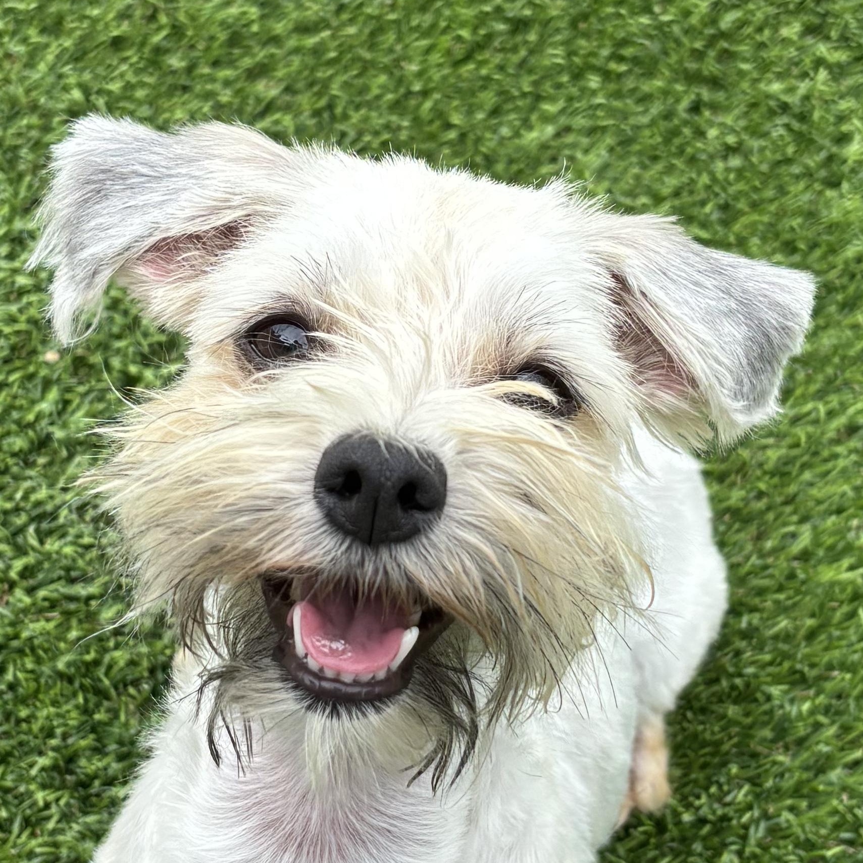 Sandy, adopted, Young Female Havanese.