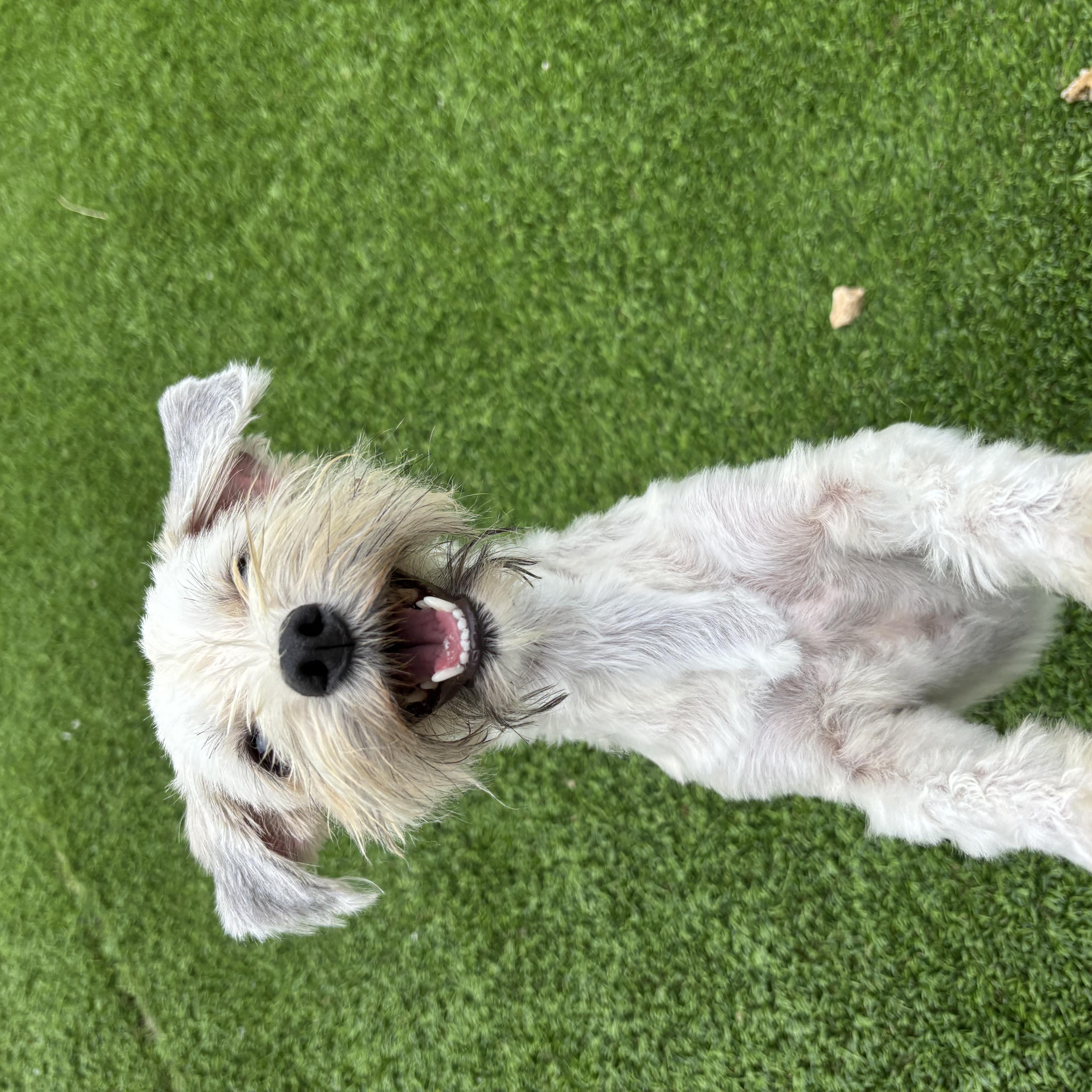 Enlarge Sandy, an adopted Havanese in Auburn, NE image 2/6