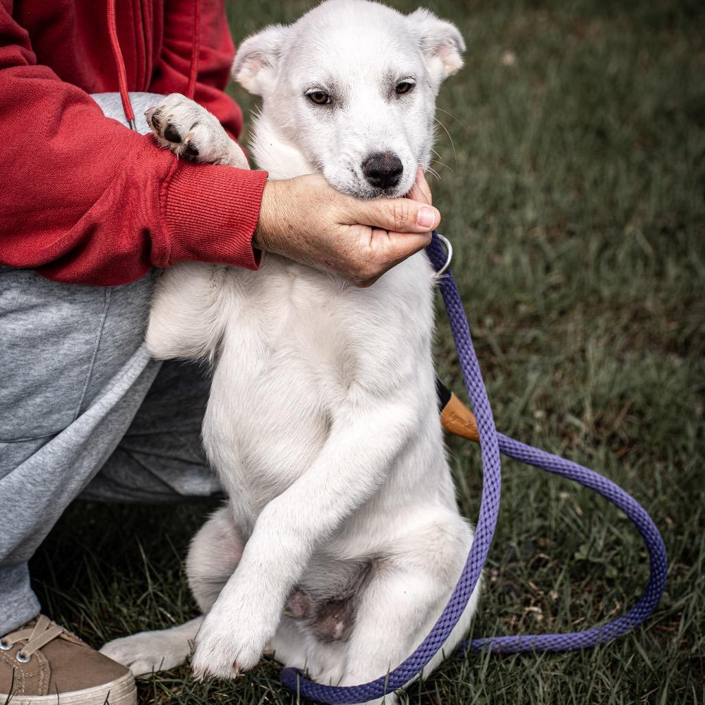 Enlarge Polar, a Adoptable mixed breed in Tomah, WI image 1/6