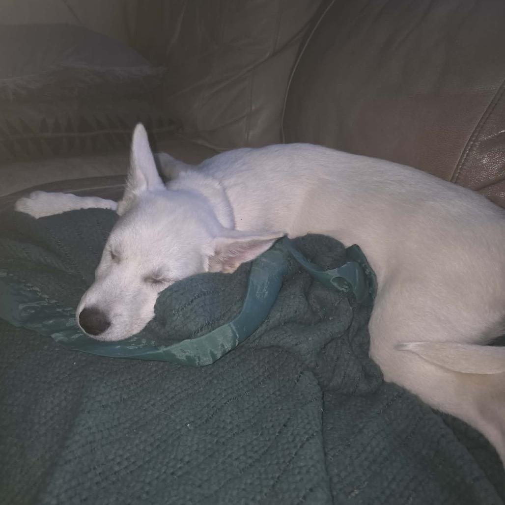 Enlarge Polar, a Adoptable mixed breed in Tomah, WI image 2/6