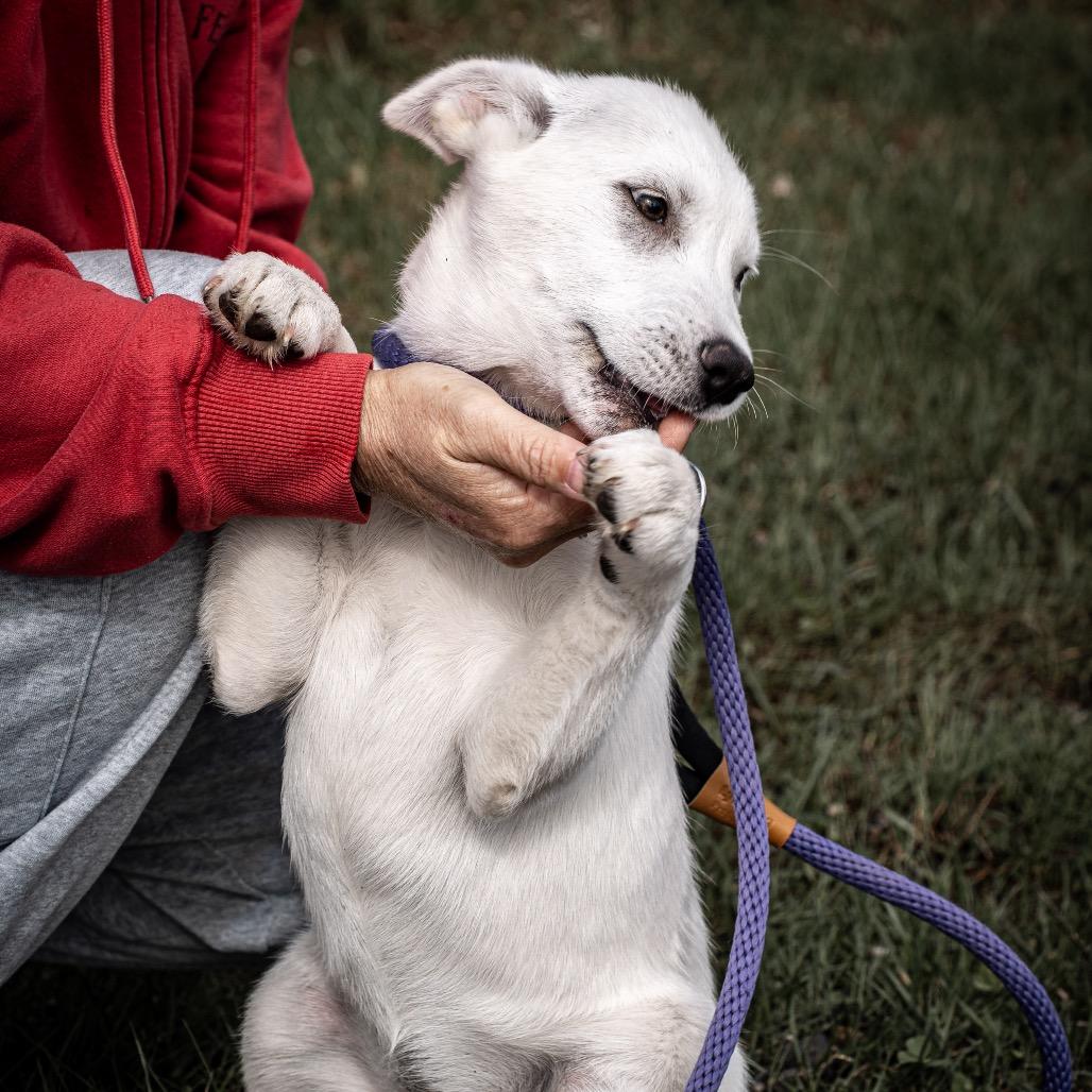 Enlarge Polar, a Adoptable mixed breed in Tomah, WI image 3/6