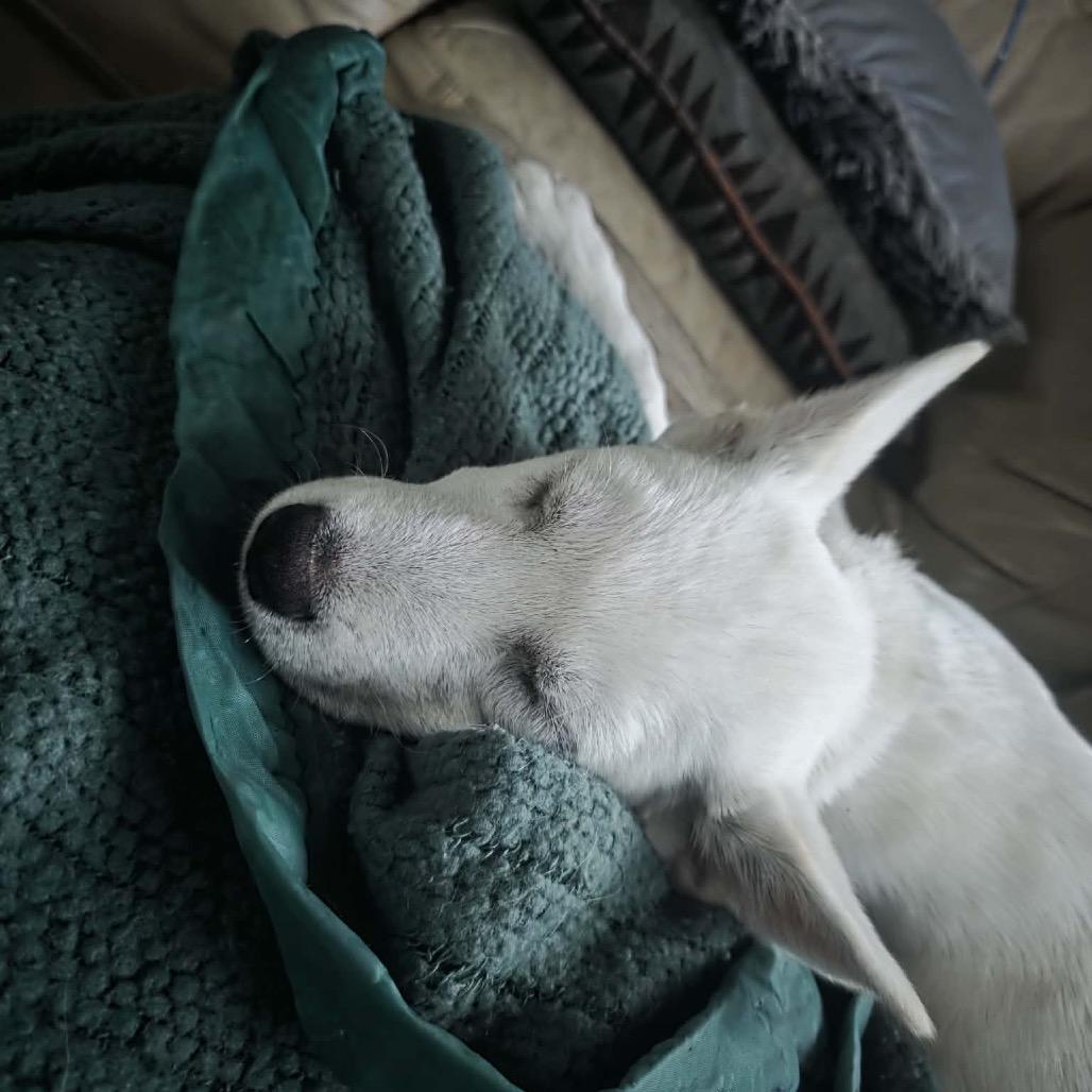 Enlarge Polar, a Adoptable mixed breed in Tomah, WI image 4/6