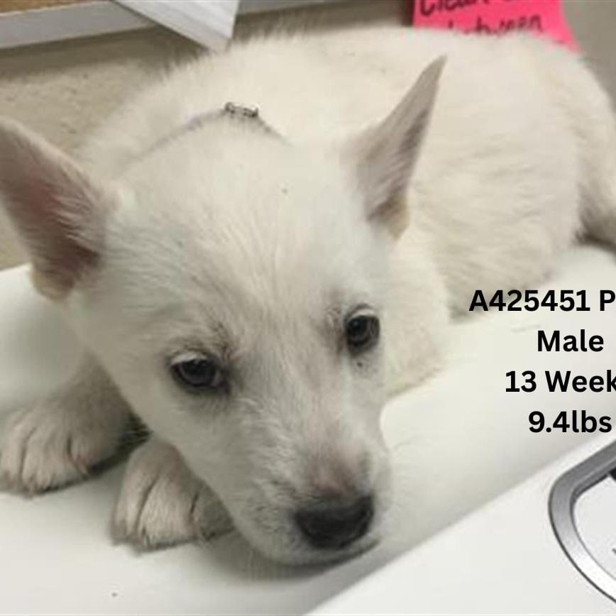 Enlarge Polar, a Adoptable mixed breed in Tomah, WI image 5/6