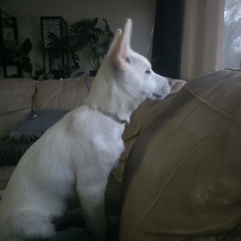 Enlarge Polar, a Adoptable mixed breed in Tomah, WI image 6/6