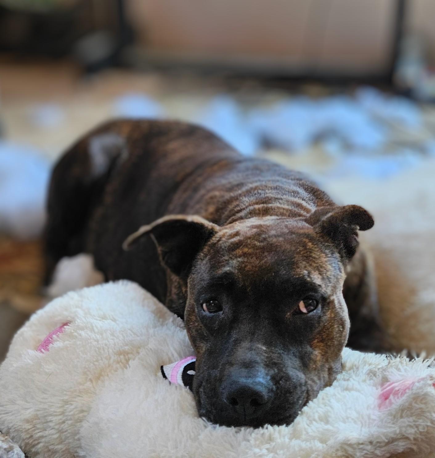 Enlarge Ember, a Adoptable mixed breed in Tracy City , TN image 1/3