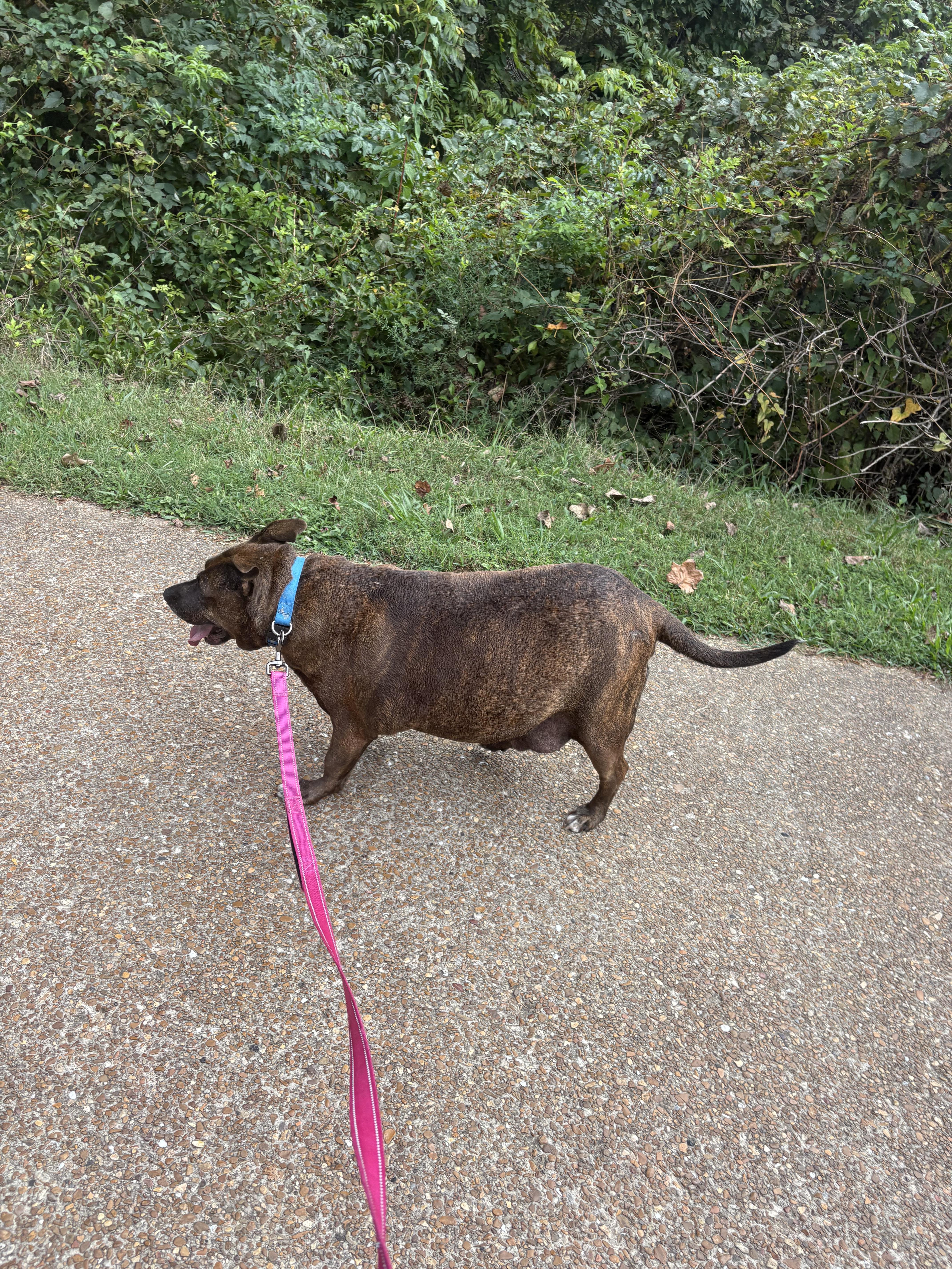 Enlarge Ember, a Adoptable mixed breed in Tracy City , TN image 2/3