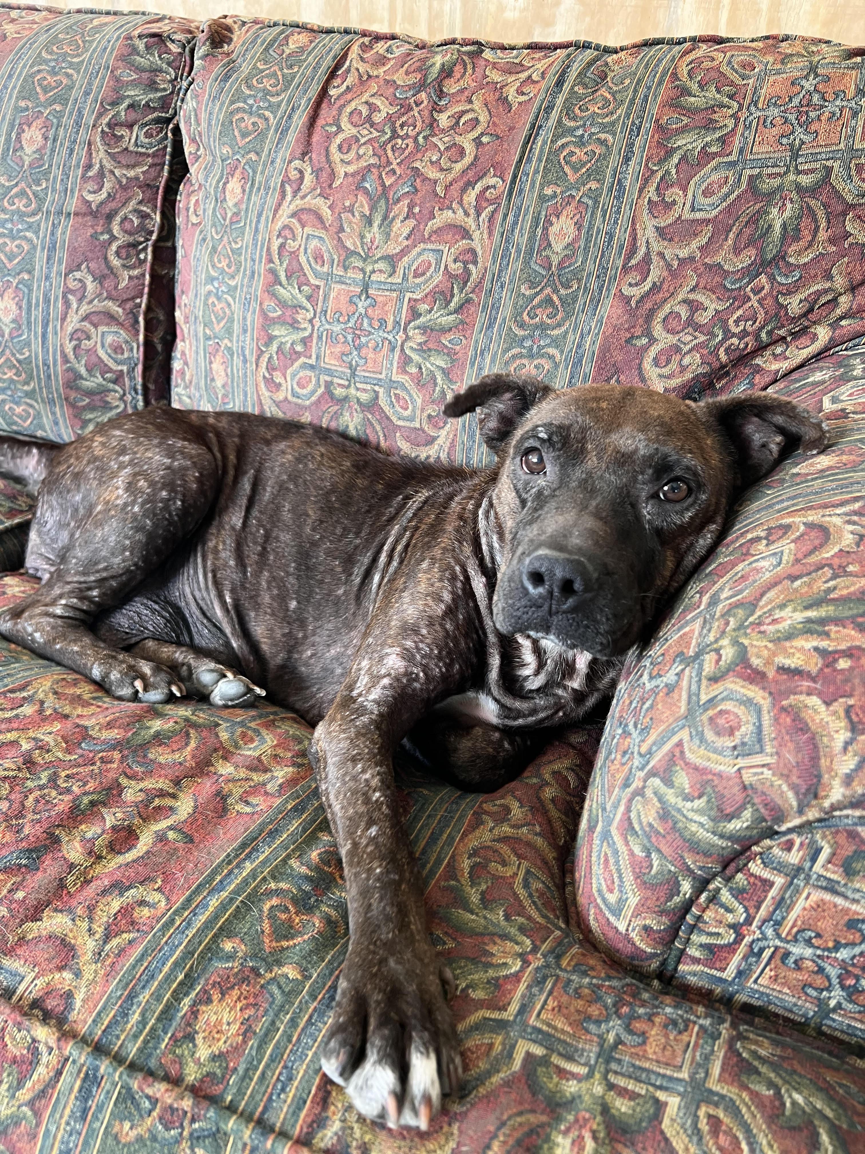 Enlarge Ember, a Adoptable mixed breed in Tracy City , TN image 2/3