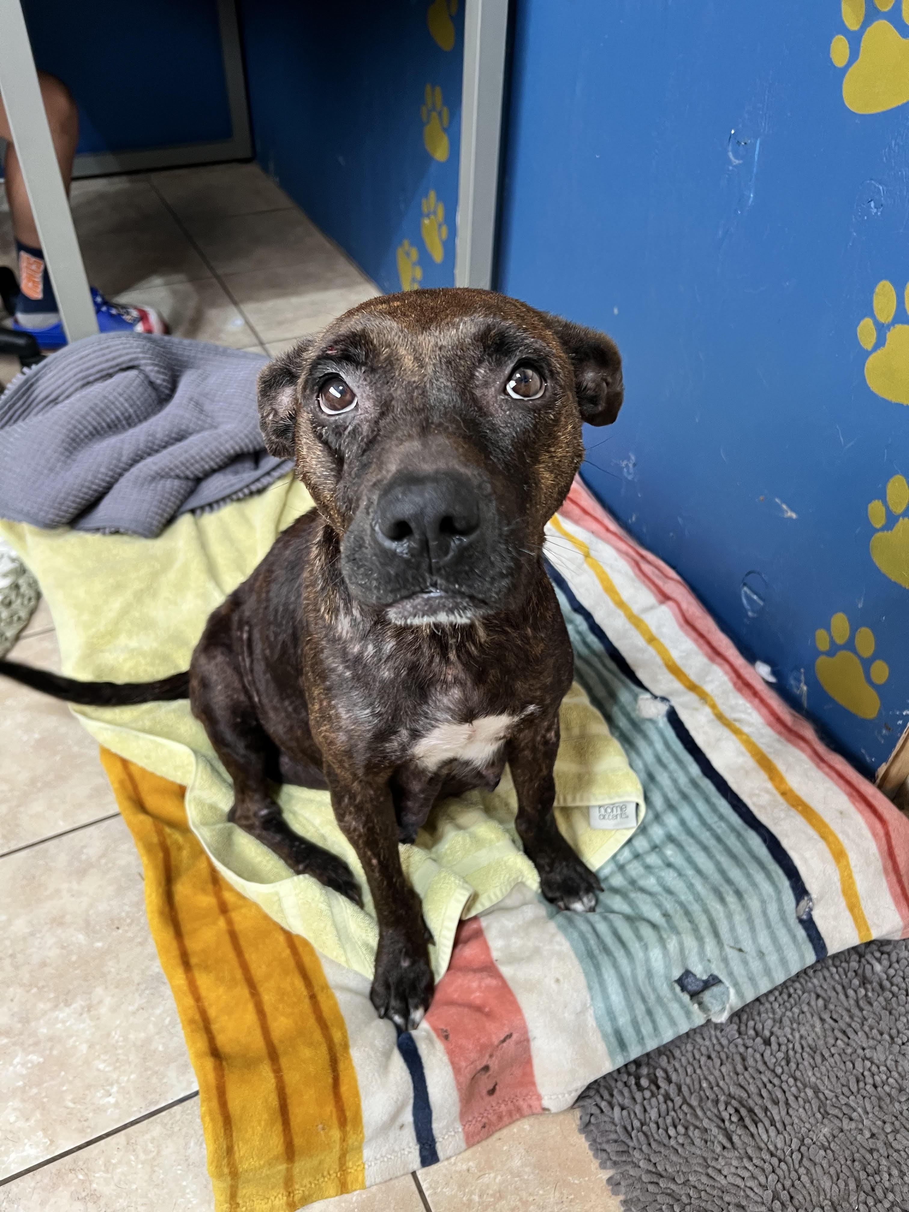 Enlarge Ember, a Adoptable mixed breed in Tracy City , TN image 3/3