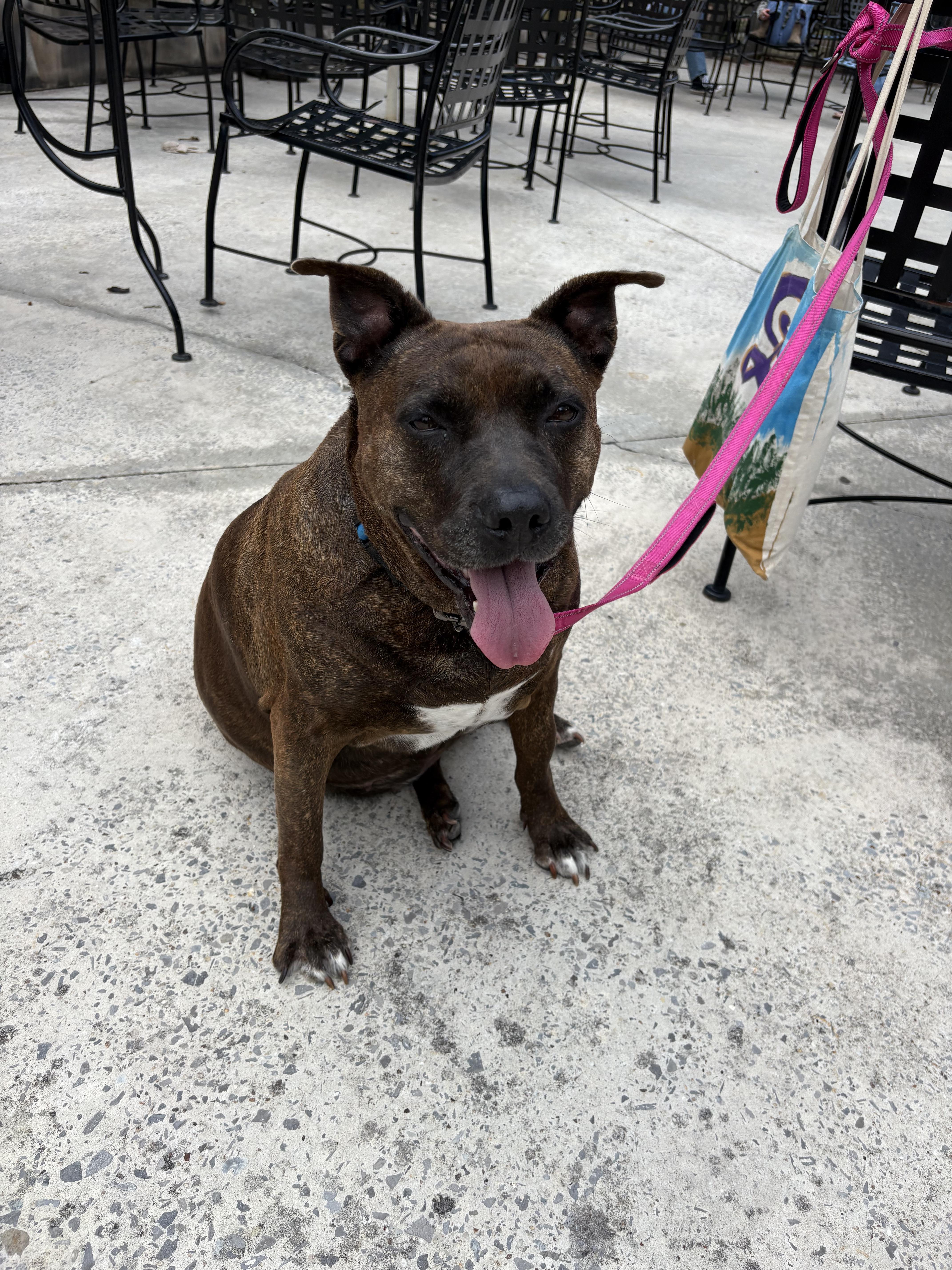 Enlarge Ember, a Adoptable mixed breed in Tracy City , TN image 3/3