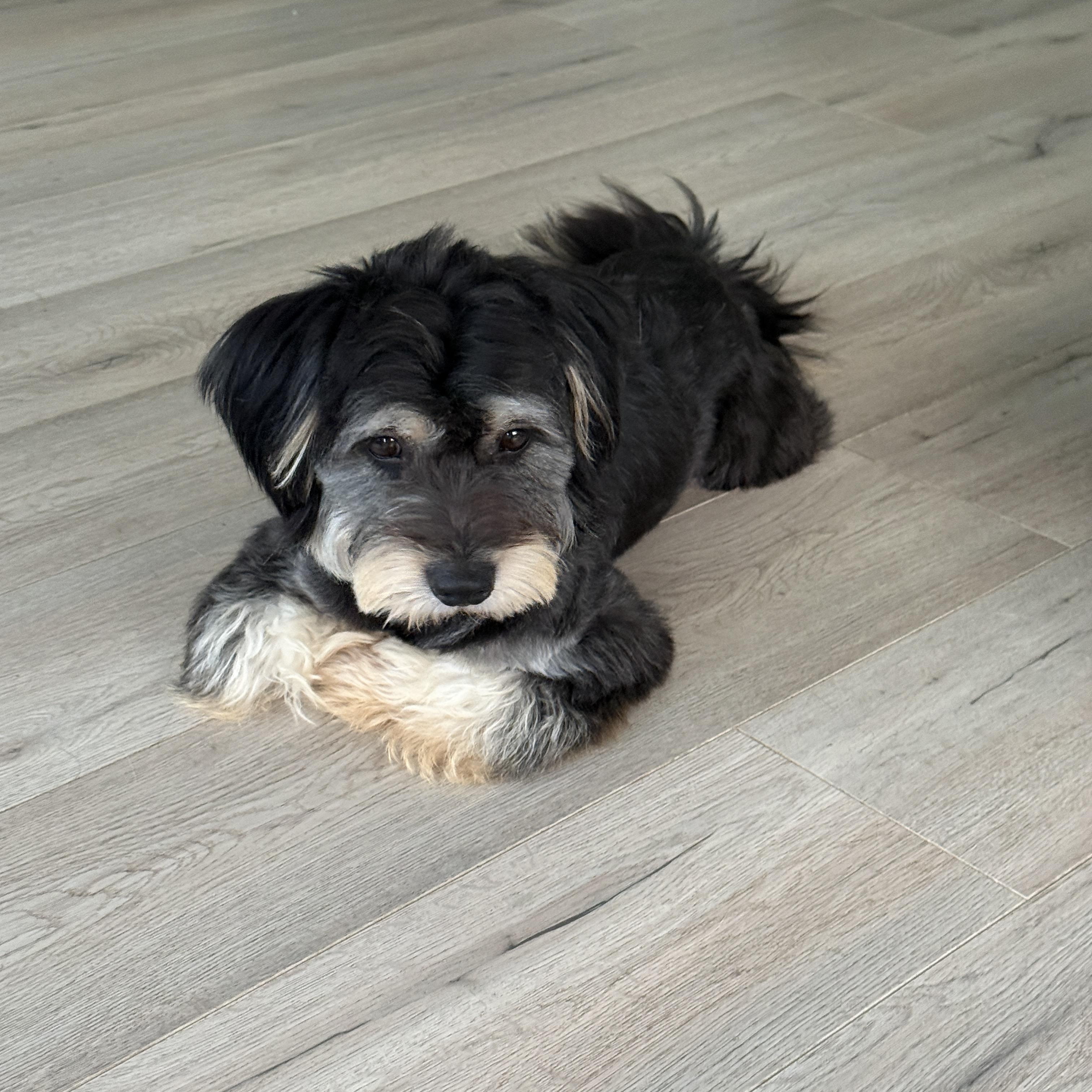 Archie, an adopted Schnauzer in Markham, ON image 2/6