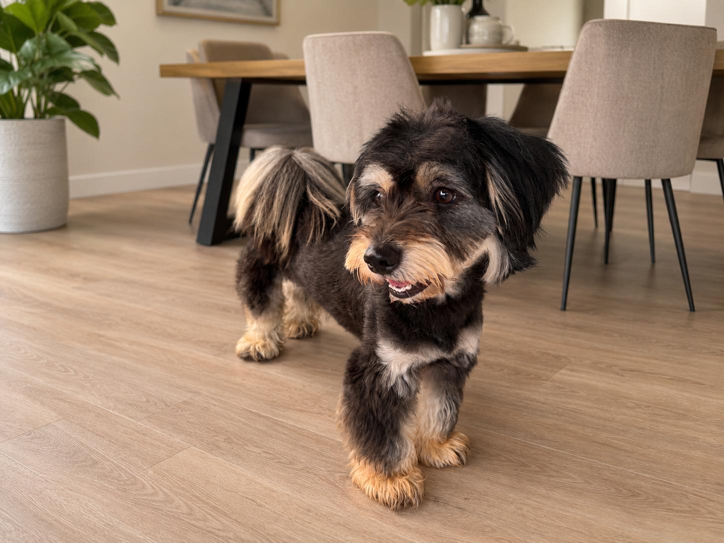 Archie, an adopted Schnauzer in Markham, ON image 6/6