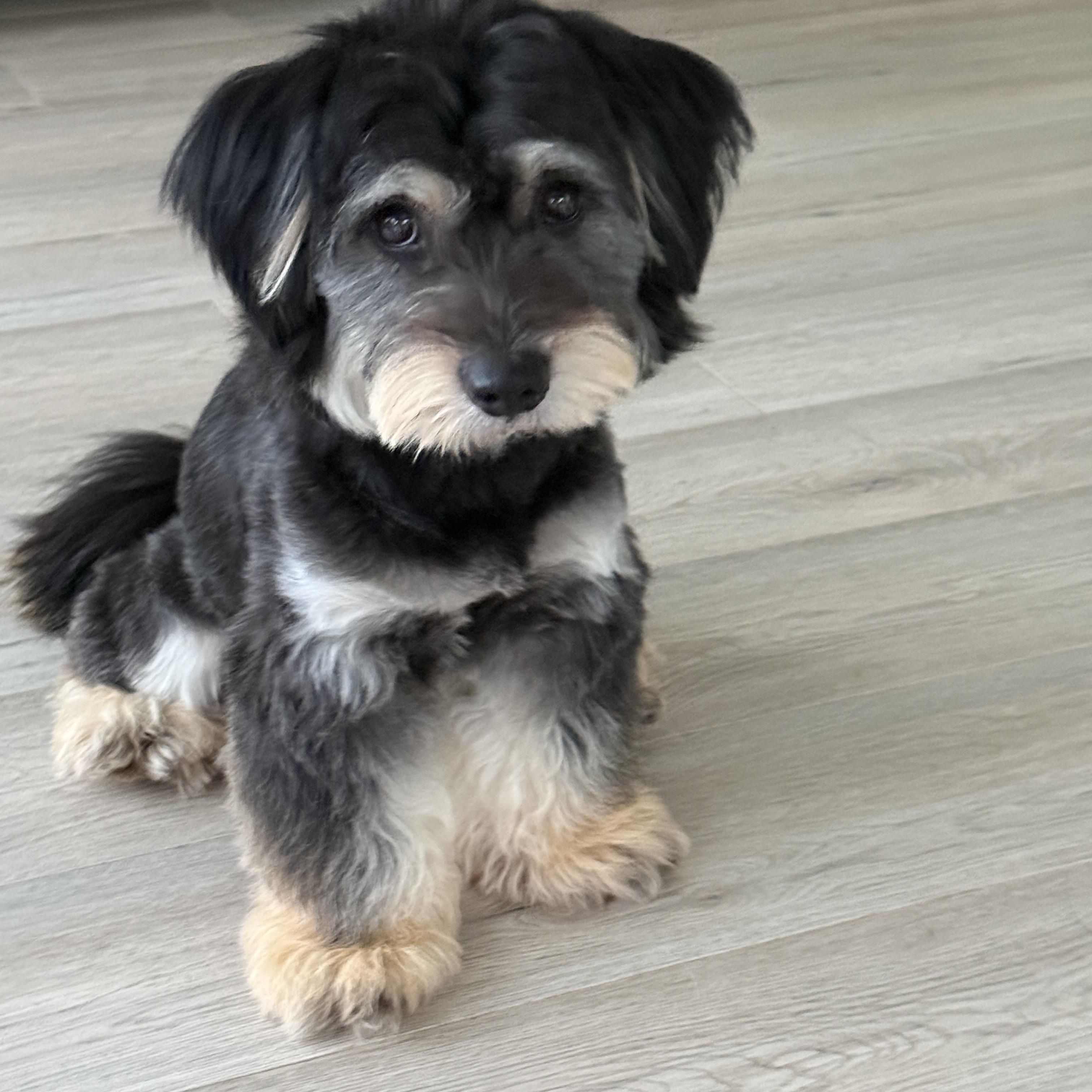 Archie, an adopted Schnauzer in Markham, ON image 1/6