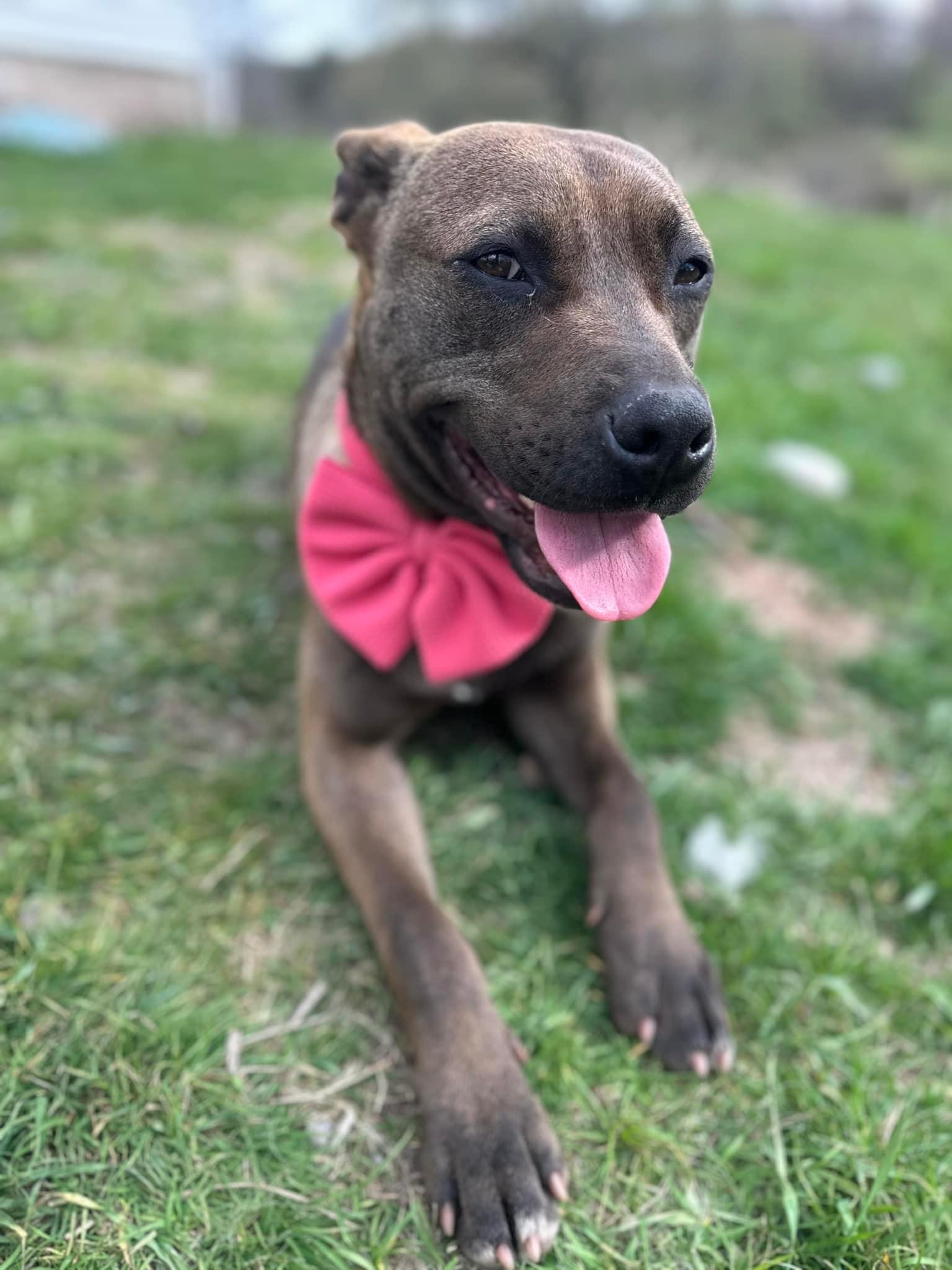 Brownie, Adopted, Young Male American Bully.