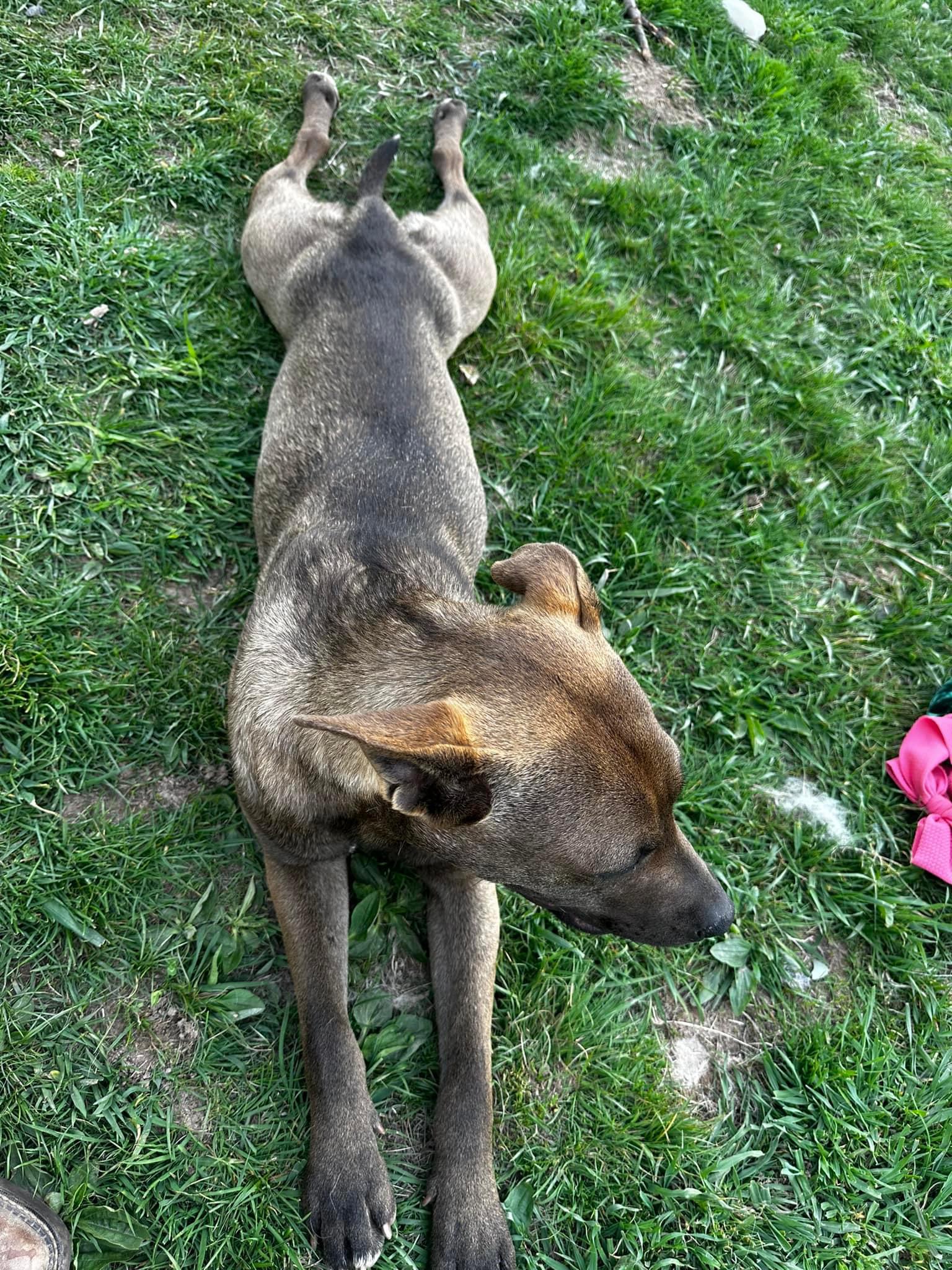 Brownie, a Adopted American Bully in Moscow, PA image 2/4