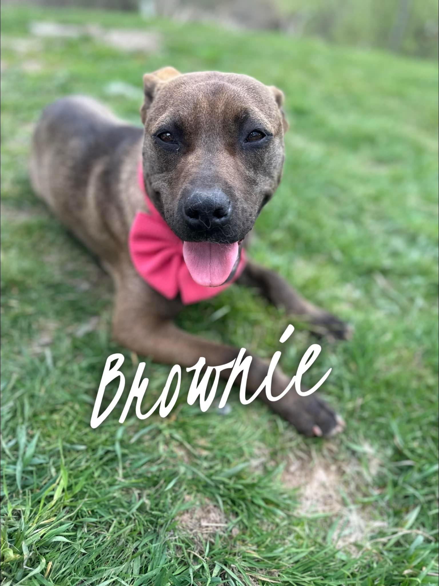 Brownie, a Adopted American Bully in Moscow, PA image 3/4