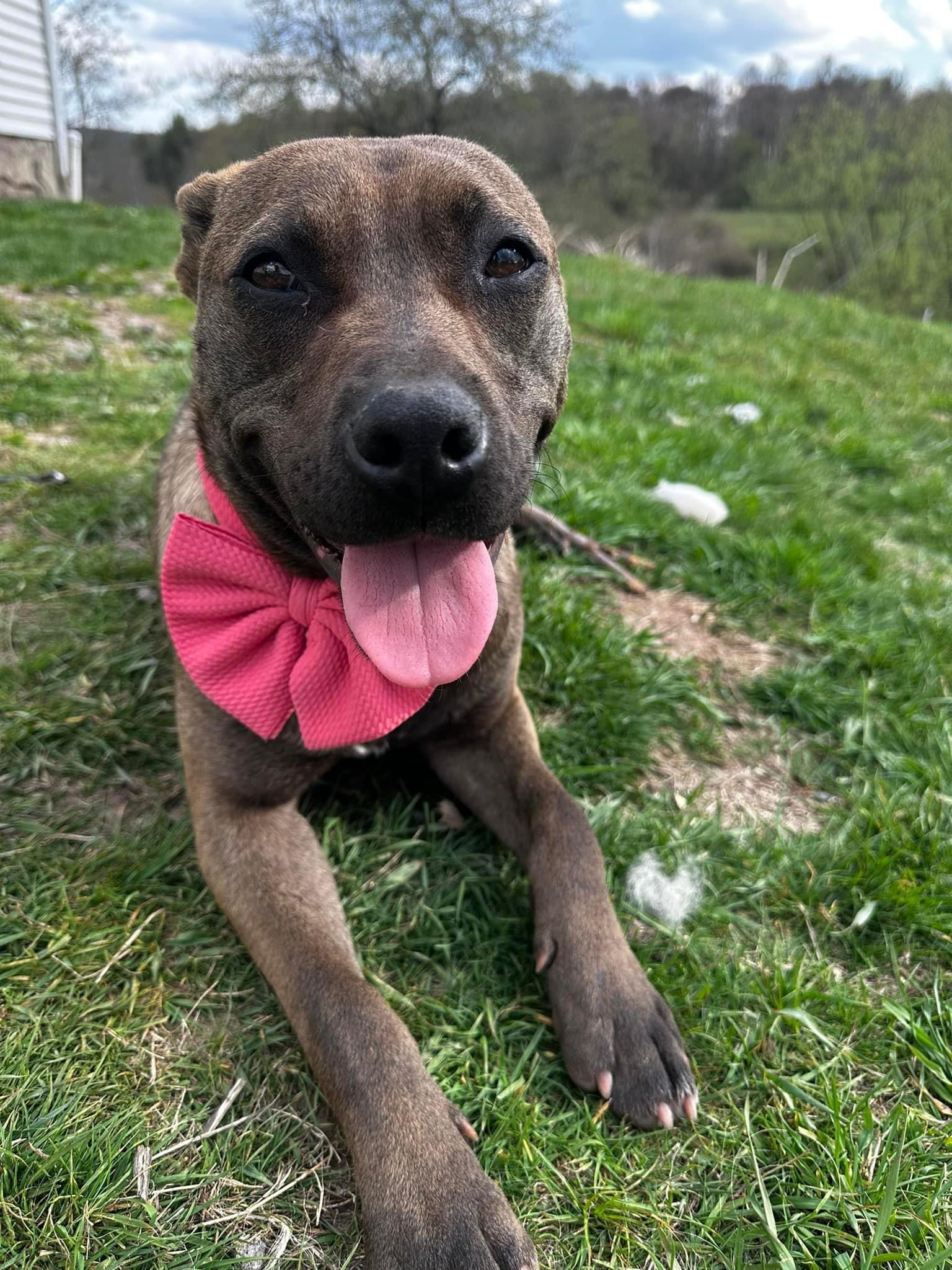 Brownie, a Adopted American Bully in Moscow, PA image 4/4