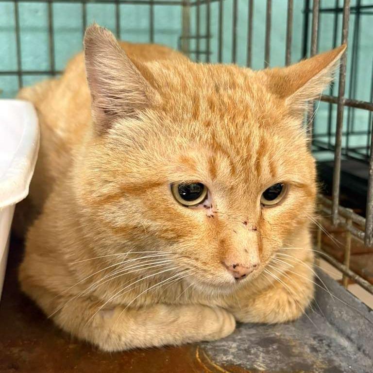 Industrial, a Adoptable Domestic Short Hair in Gadsden, AL image 1/2