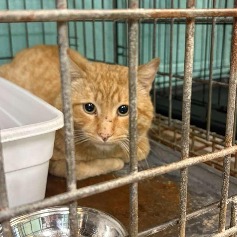 Industrial, a Adoptable Domestic Short Hair in Gadsden, AL image 2/2