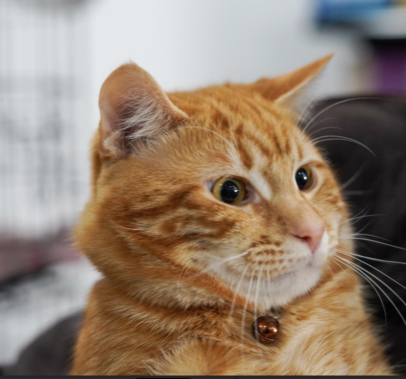 Enlarge Fendi (Bonded with Astro), a ADOPTABLE Domestic Short Hair in Weehawken, NJ image 4/6