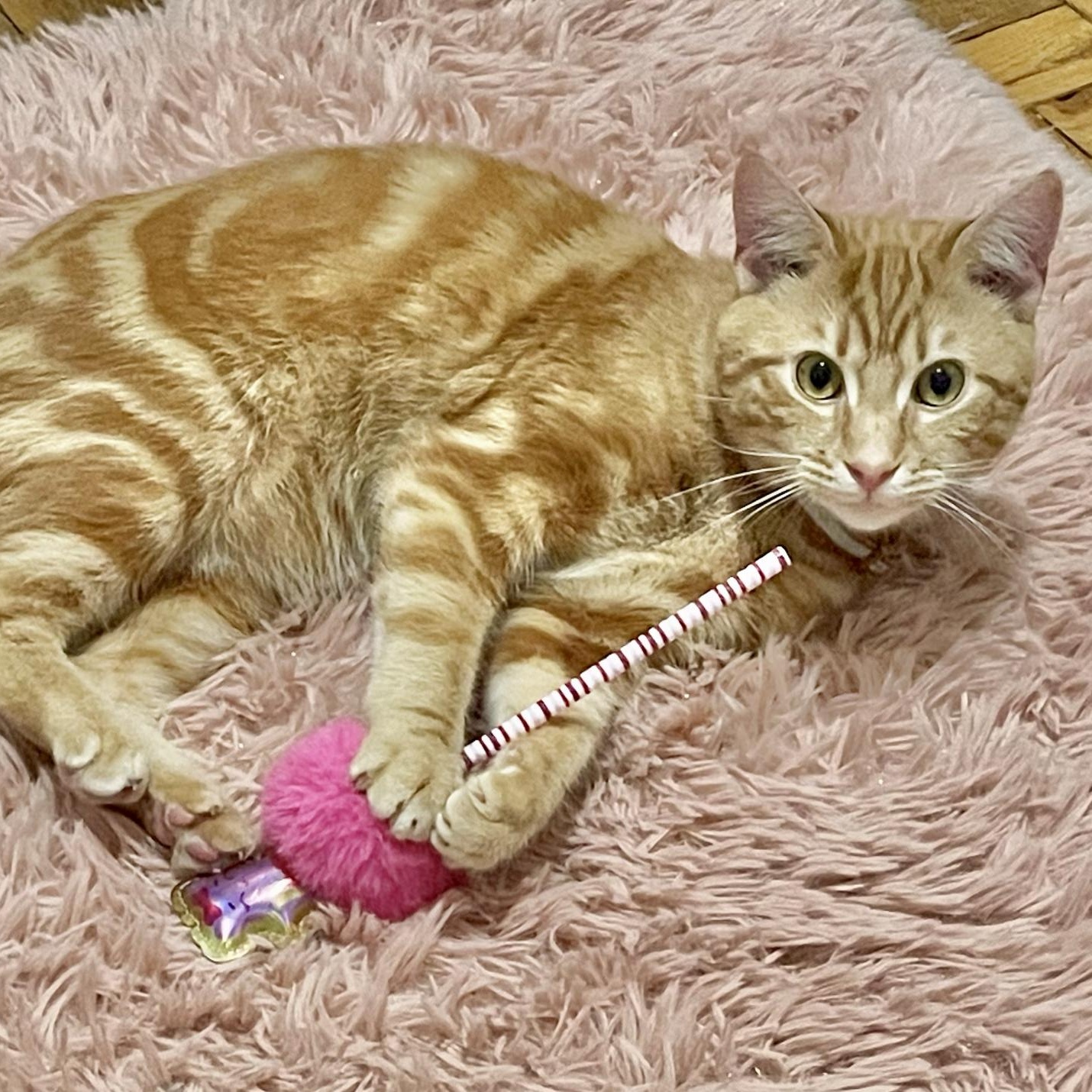 Enlarge Fendi, an adopted Domestic Short Hair in Weehawken, NJ image 2/6
