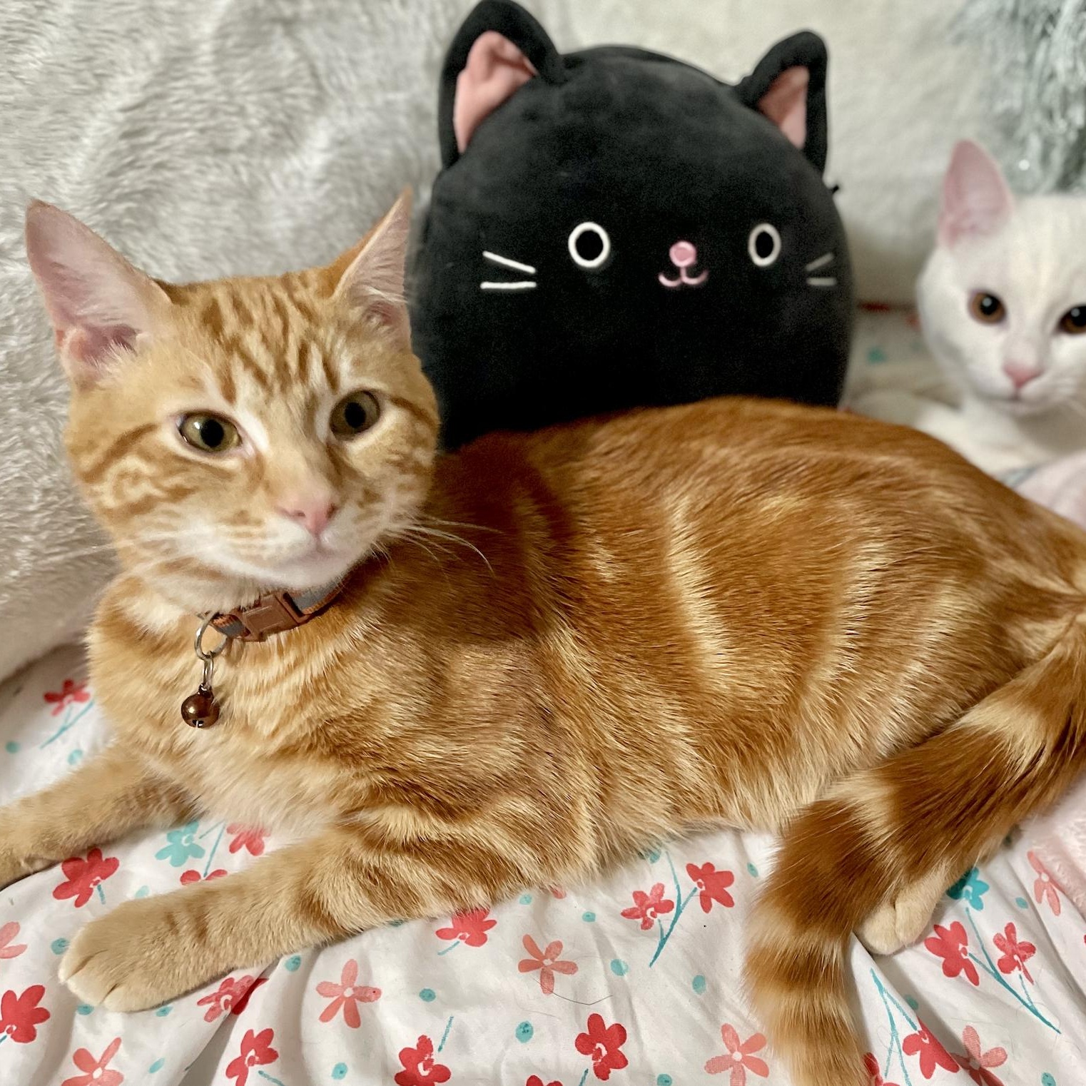 Enlarge Fendi (Bonded with Astro), a ADOPTABLE Domestic Short Hair in Weehawken, NJ image 5/6