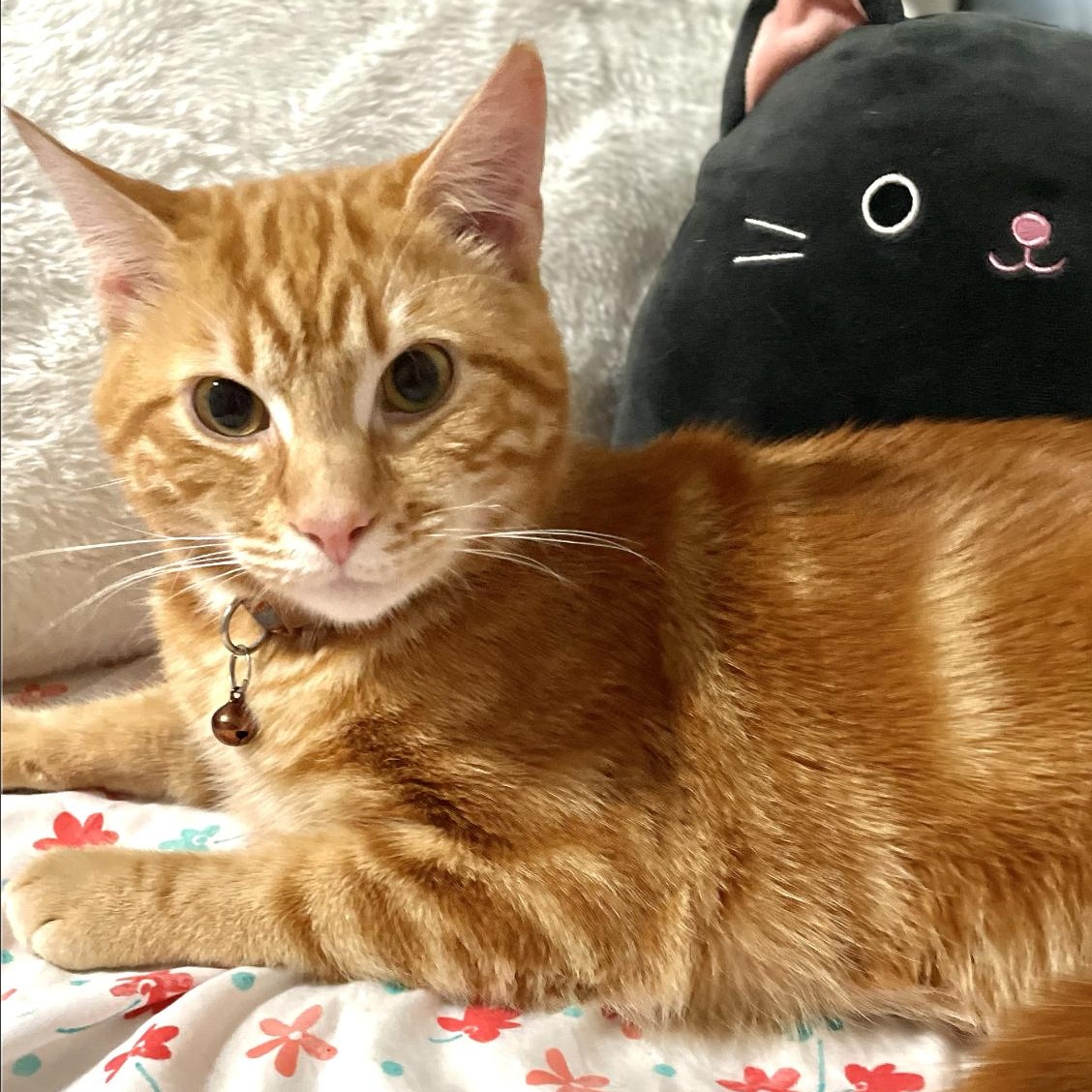 Enlarge Fendi (Bonded with Astro), a ADOPTABLE Domestic Short Hair in Weehawken, NJ image 6/6