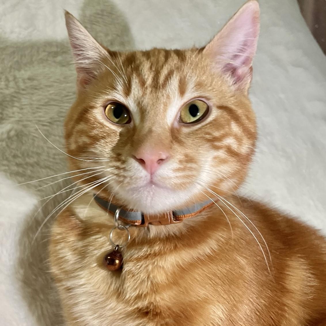 Enlarge Fendi (Bonded with Astro), a ADOPTABLE Domestic Short Hair in Weehawken, NJ image 2/6