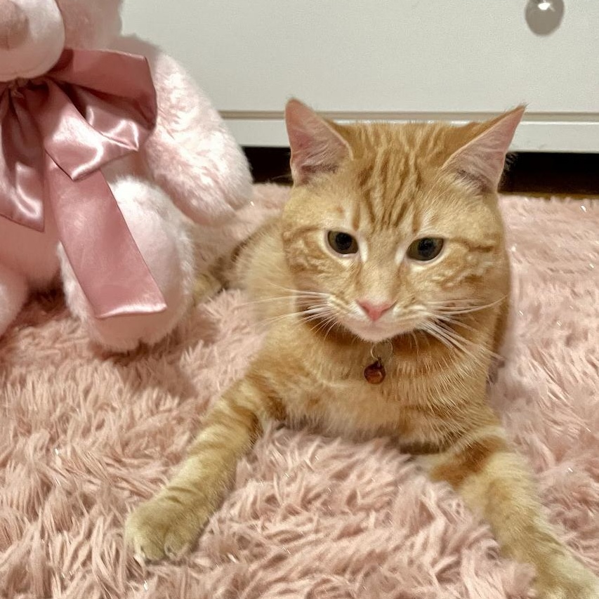 Enlarge Fendi, an adopted Domestic Short Hair in Weehawken, NJ image 1/6