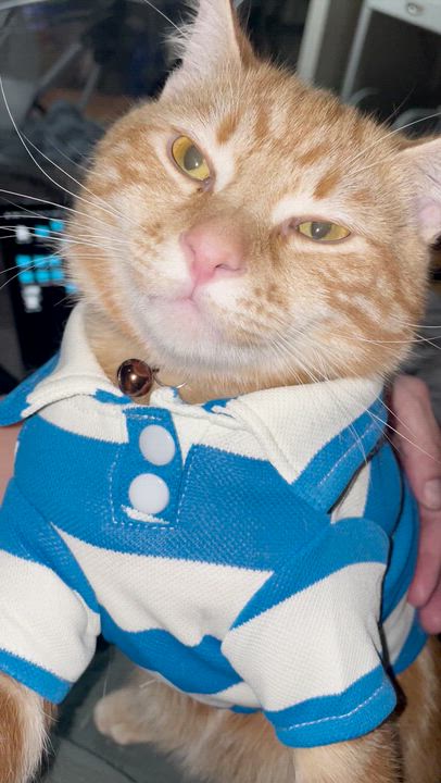 Enlarge Fendi, an adopted Domestic Short Hair in Weehawken, NJ video 6/6