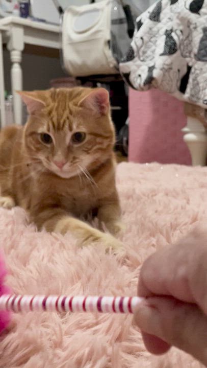 Enlarge Fendi, an adopted Domestic Short Hair in Weehawken, NJ video 4/6