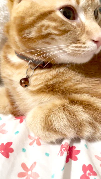 Enlarge Fendi (Bonded with Astro), a ADOPTABLE Domestic Short Hair in Weehawken, NJ video 3/6