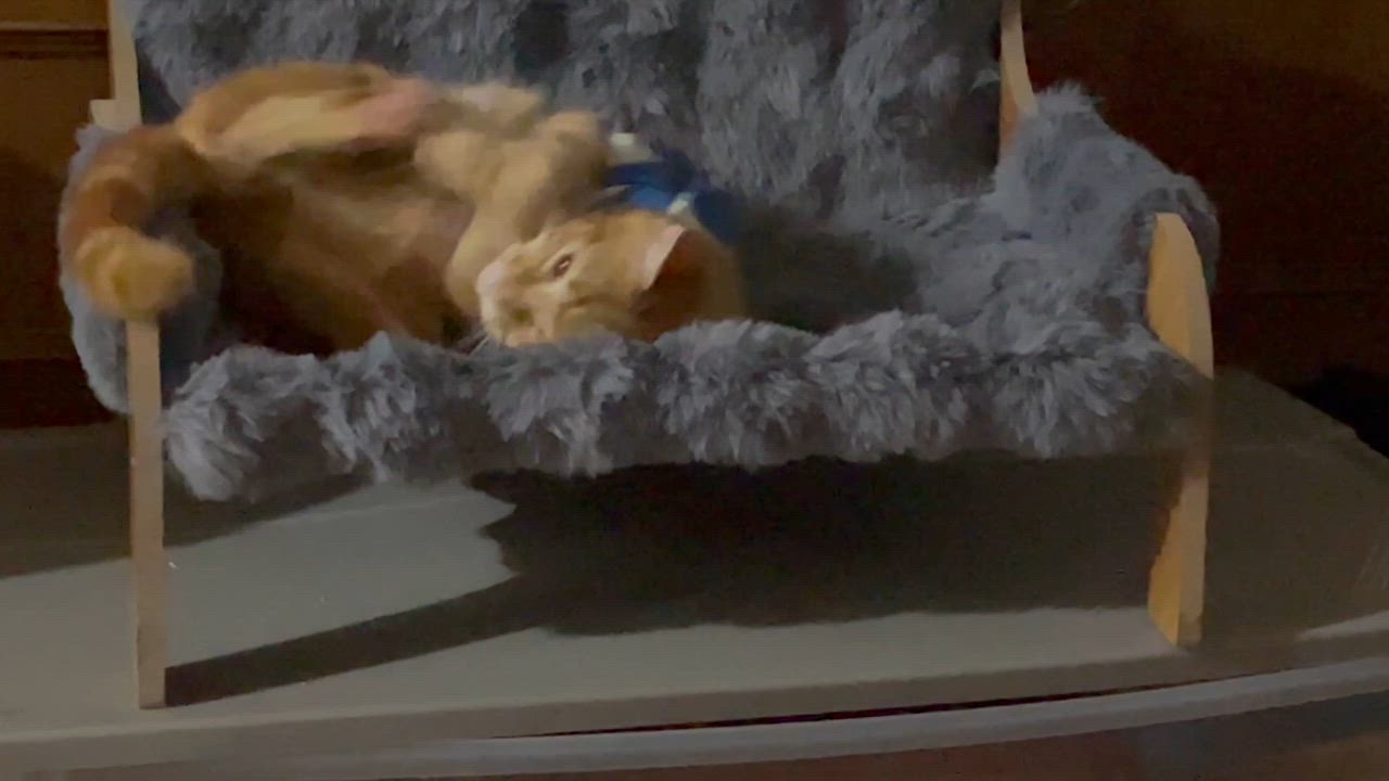 Enlarge Fendi, an adopted Domestic Short Hair in Weehawken, NJ video 5/6