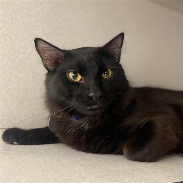 KURO, Adoptable, Young Male Domestic Long Hair.