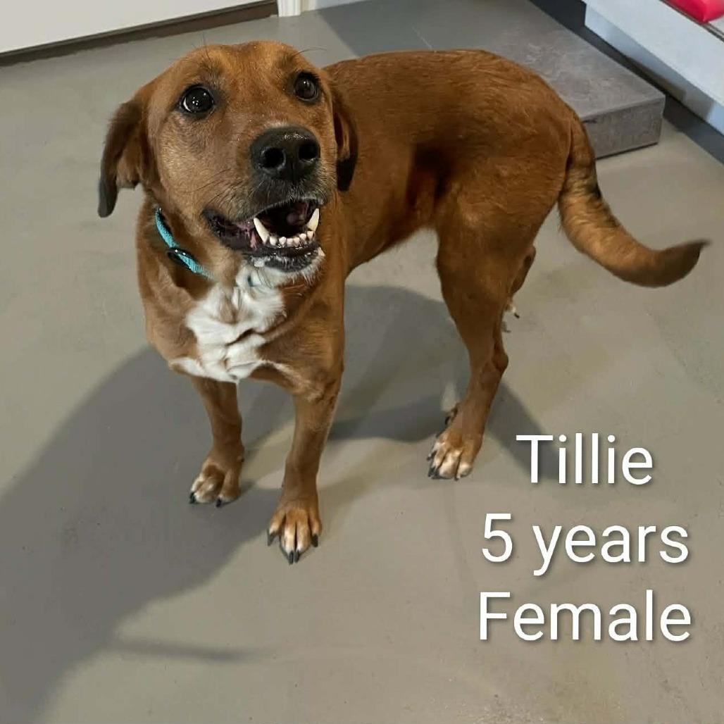 Tillie, a Adoptable Golden Retriever in CHANUTE, KS image 1/3