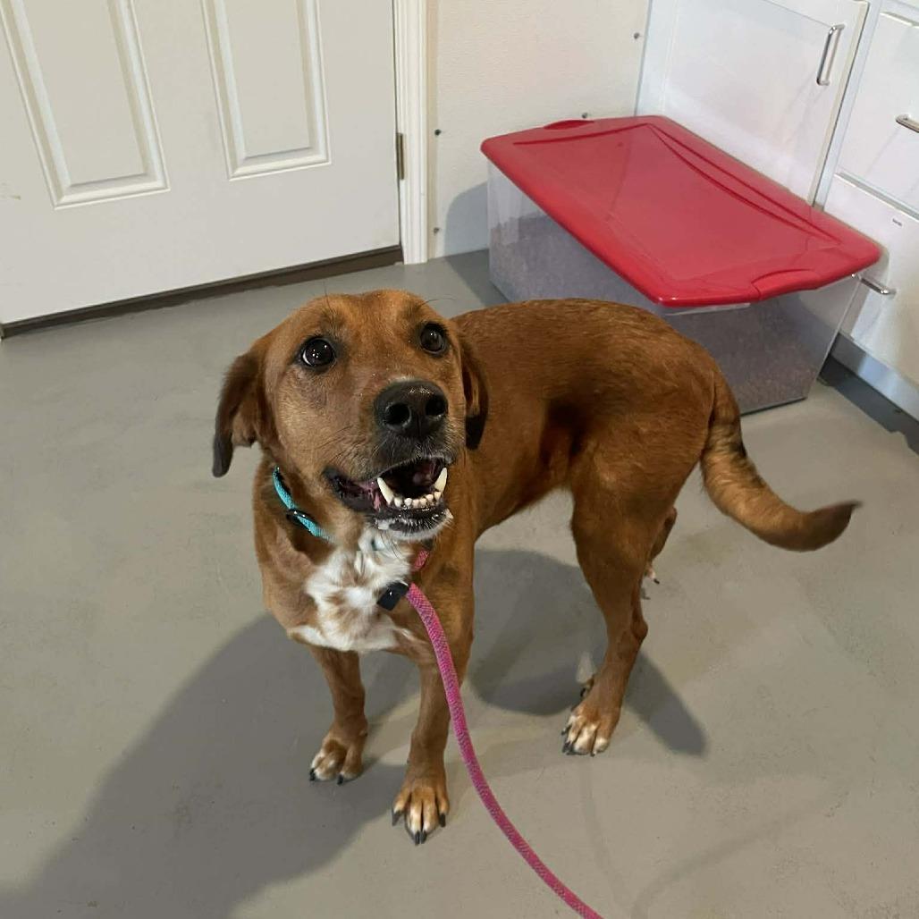 Tillie, a Adoptable Golden Retriever in CHANUTE, KS image 2/3