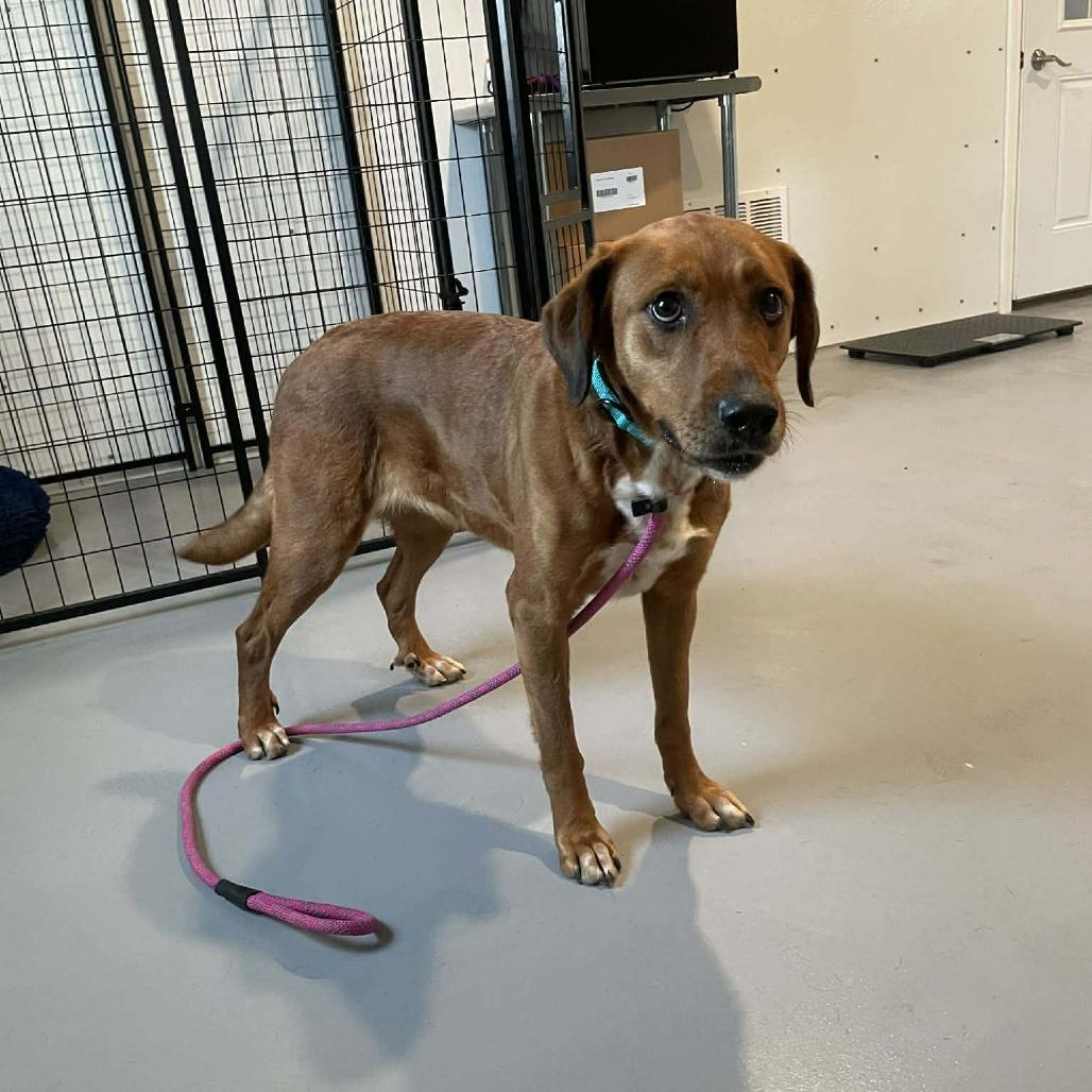 Tillie, a Adoptable Golden Retriever in CHANUTE, KS image 3/3