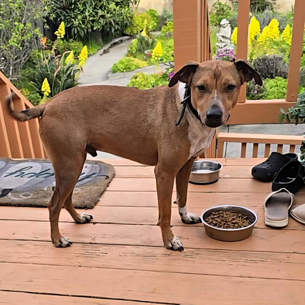 Bobby, a Adoptable Hound in Pacifica, CA image 1/2