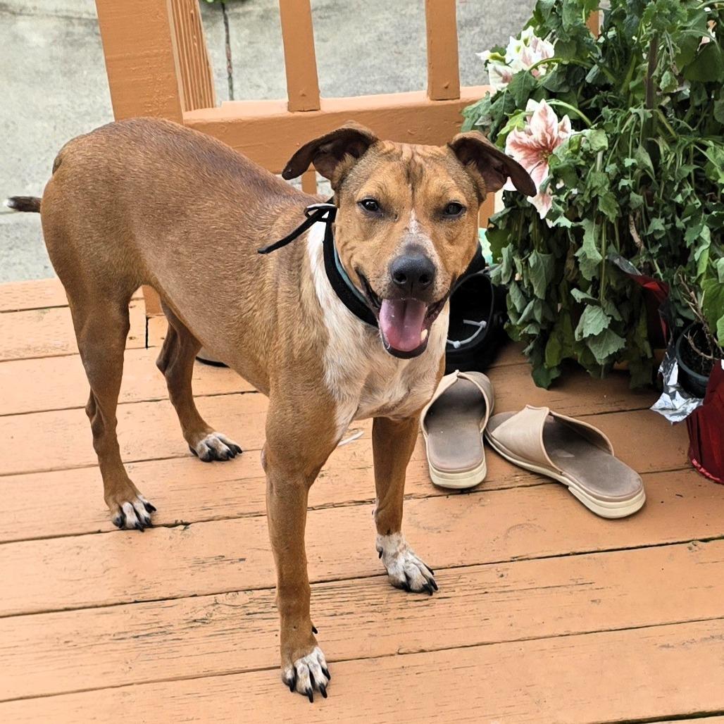 Bobby, a Adoptable Hound in Pacifica, CA image 2/2