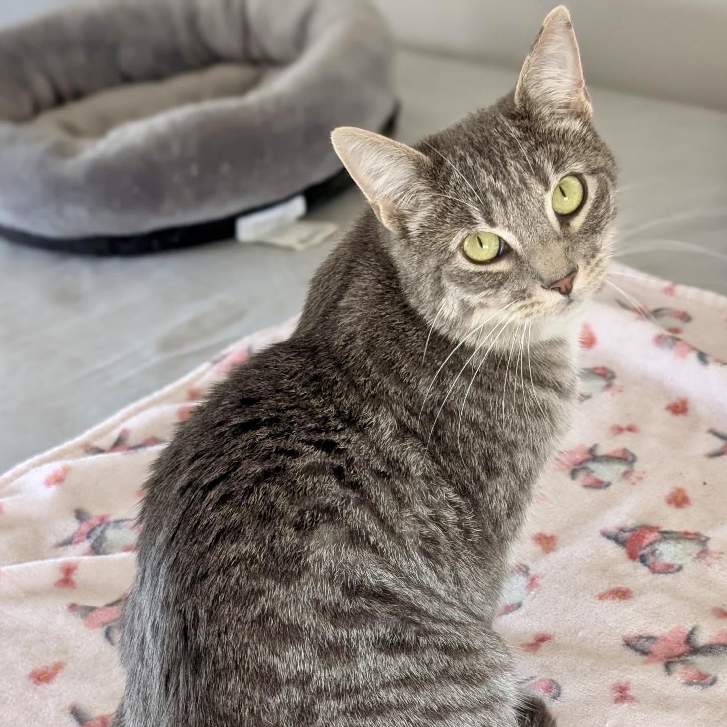 Enlarge Ivy, a Adoptable Tabby image 1/1