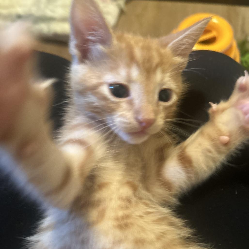 Oliver, Adoptable, Kitten Male Domestic Short Hair & Domestic Short Hair.