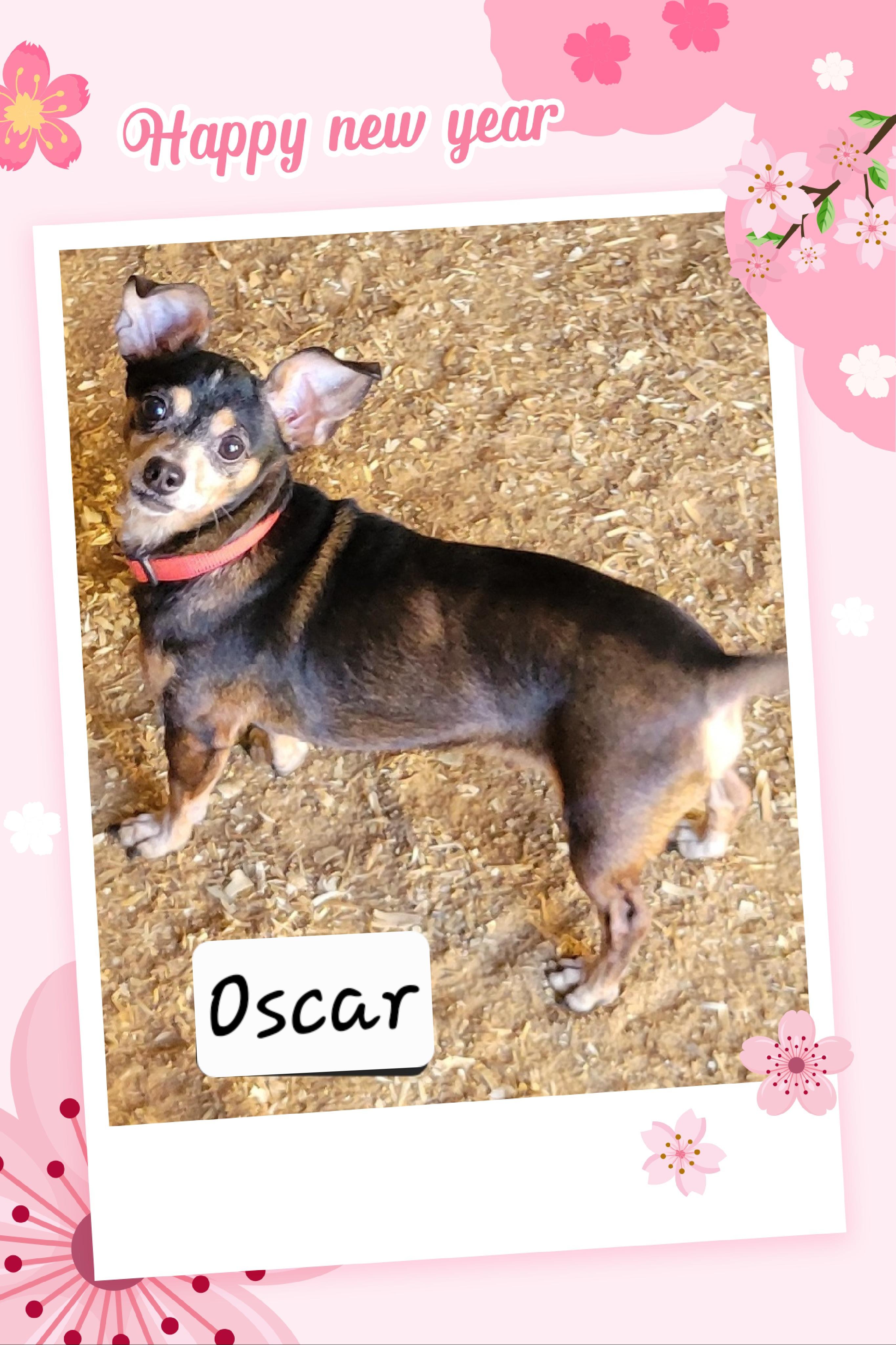 Enlarge Oscar, an adopted mixed breed in Granbury, TX image 1/3