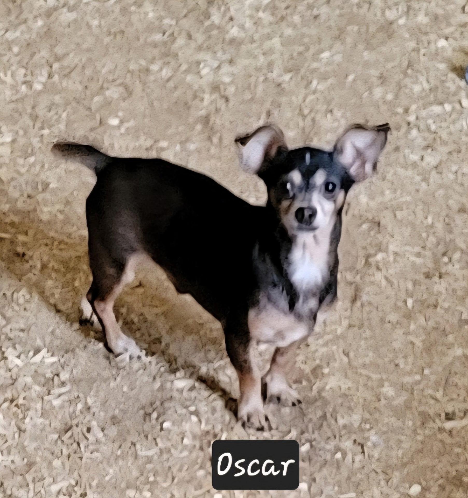 Enlarge Oscar, a ADOPTABLE mixed breed in Granbury, TX image 1/2