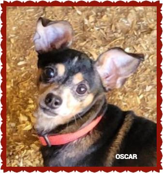 Enlarge Oscar, a ADOPTABLE mixed breed in Granbury, TX image 2/2