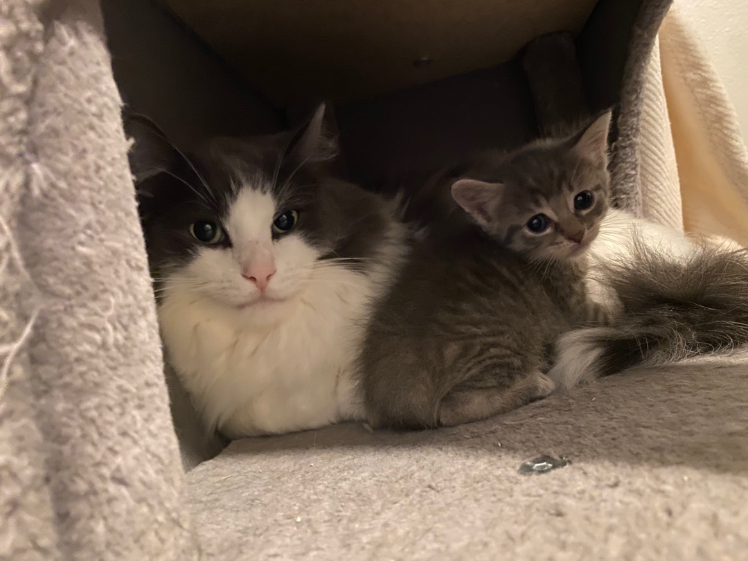 Smokey, Adopted, Adult Male Norwegian Forest Cat & Nebelung.