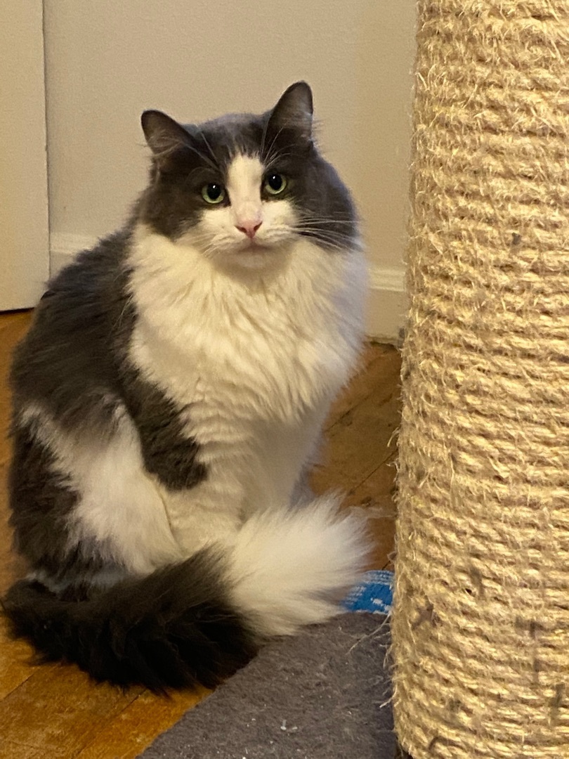 Enlarge Smokey, a Adopted mixed breed in Novi, MI image 2/6