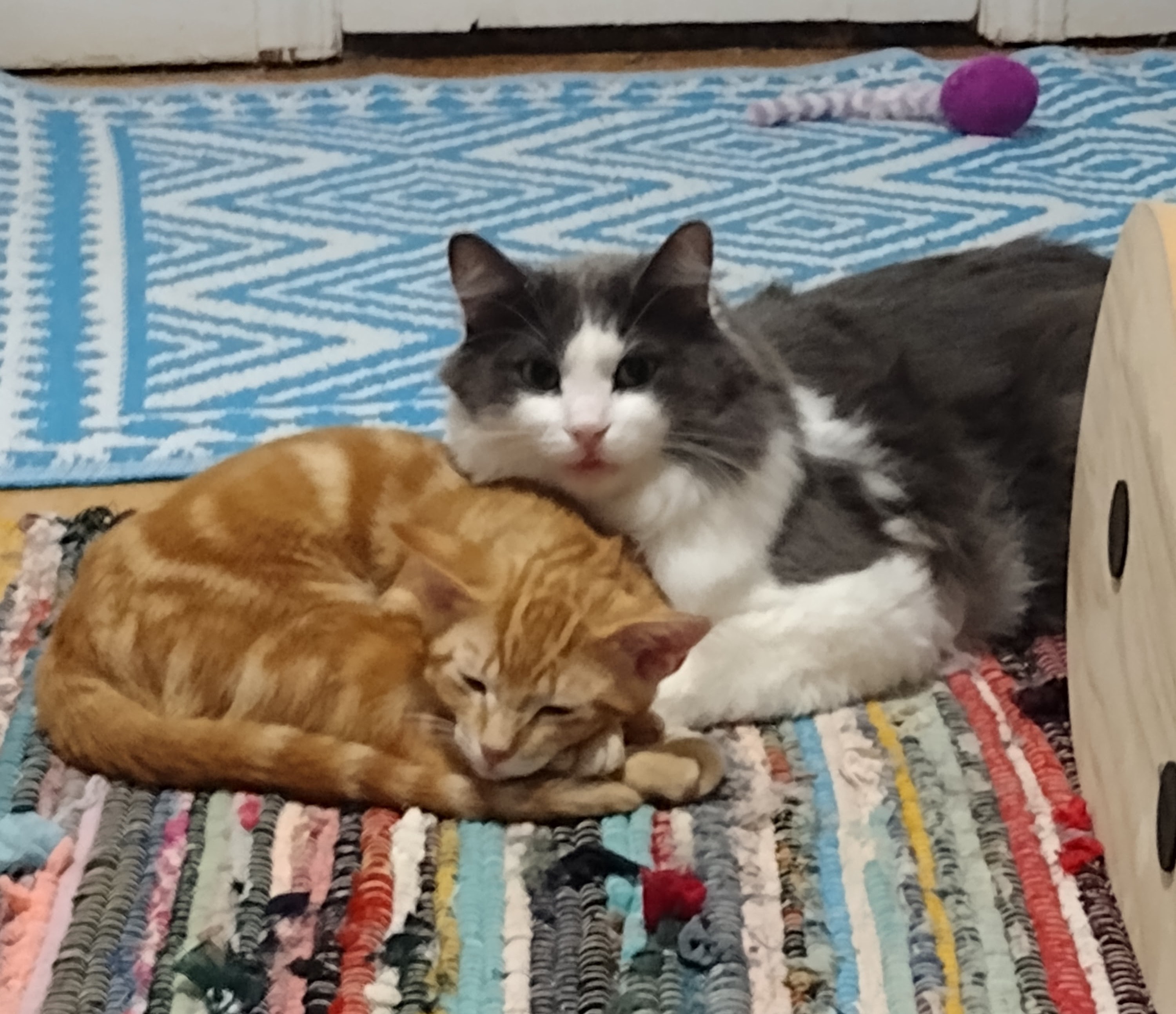 Enlarge Smokey, a Adopted mixed breed in Novi, MI image 3/6